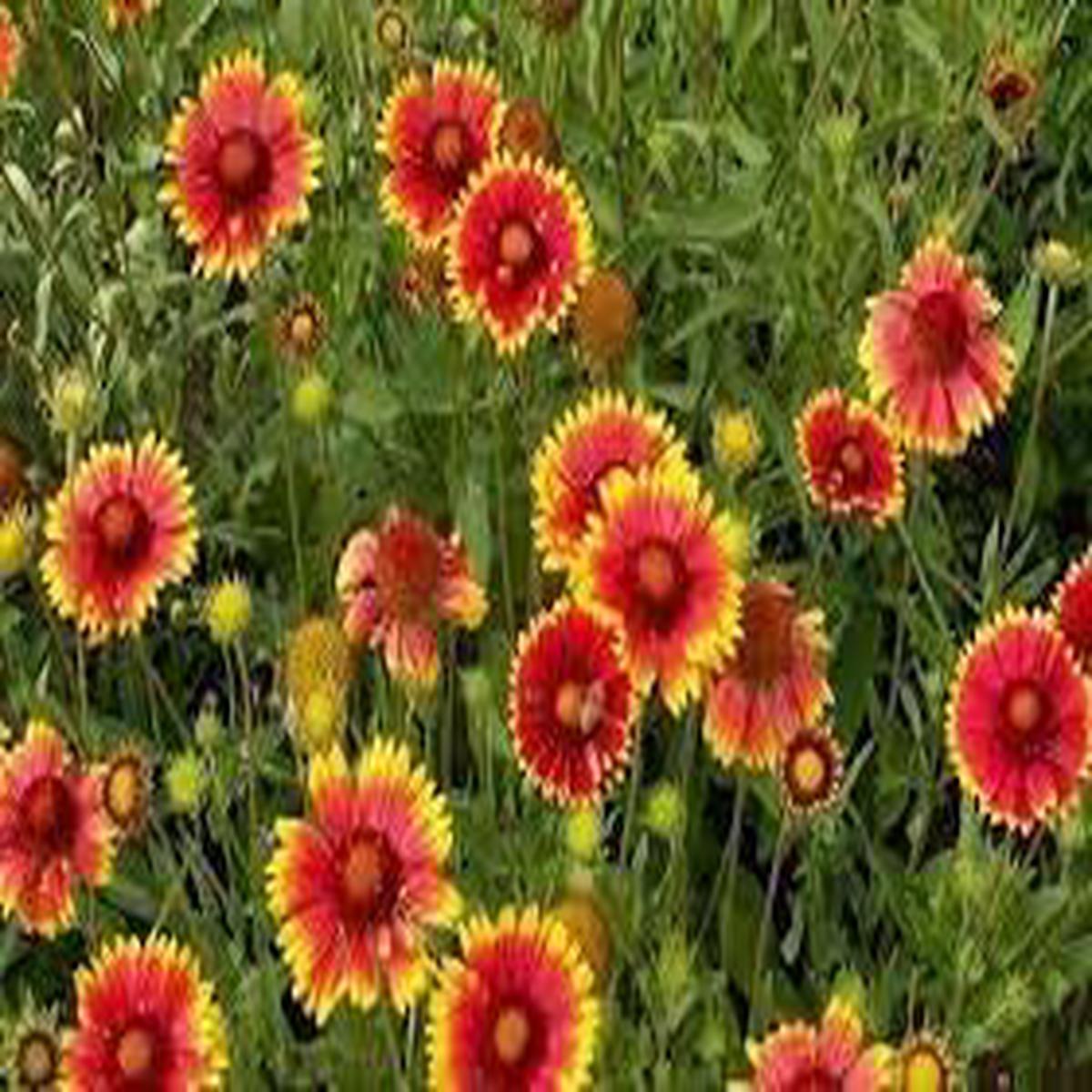Blanket Flower Wildflower Seeds for Planting Bi-Colored Blooms Heirloom, Non-GMO, High Germination
