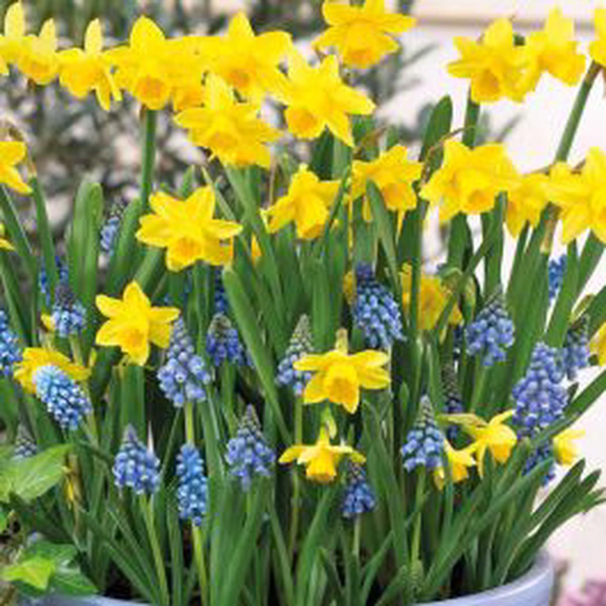 Blue Yellow Daffodil Flower Seeds for Planting Heirloom, Non-GMO, Bright Blooms, High Germination