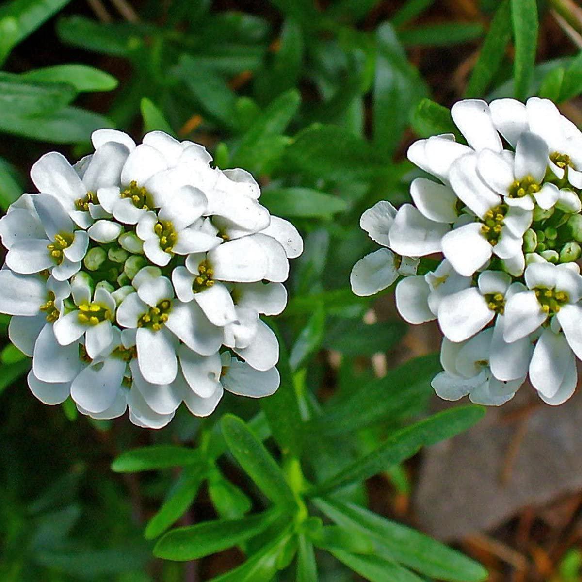 Candytuft Iberis Flower Seeds for Planting Heirloom, Non-GMO, Fragrant Annual