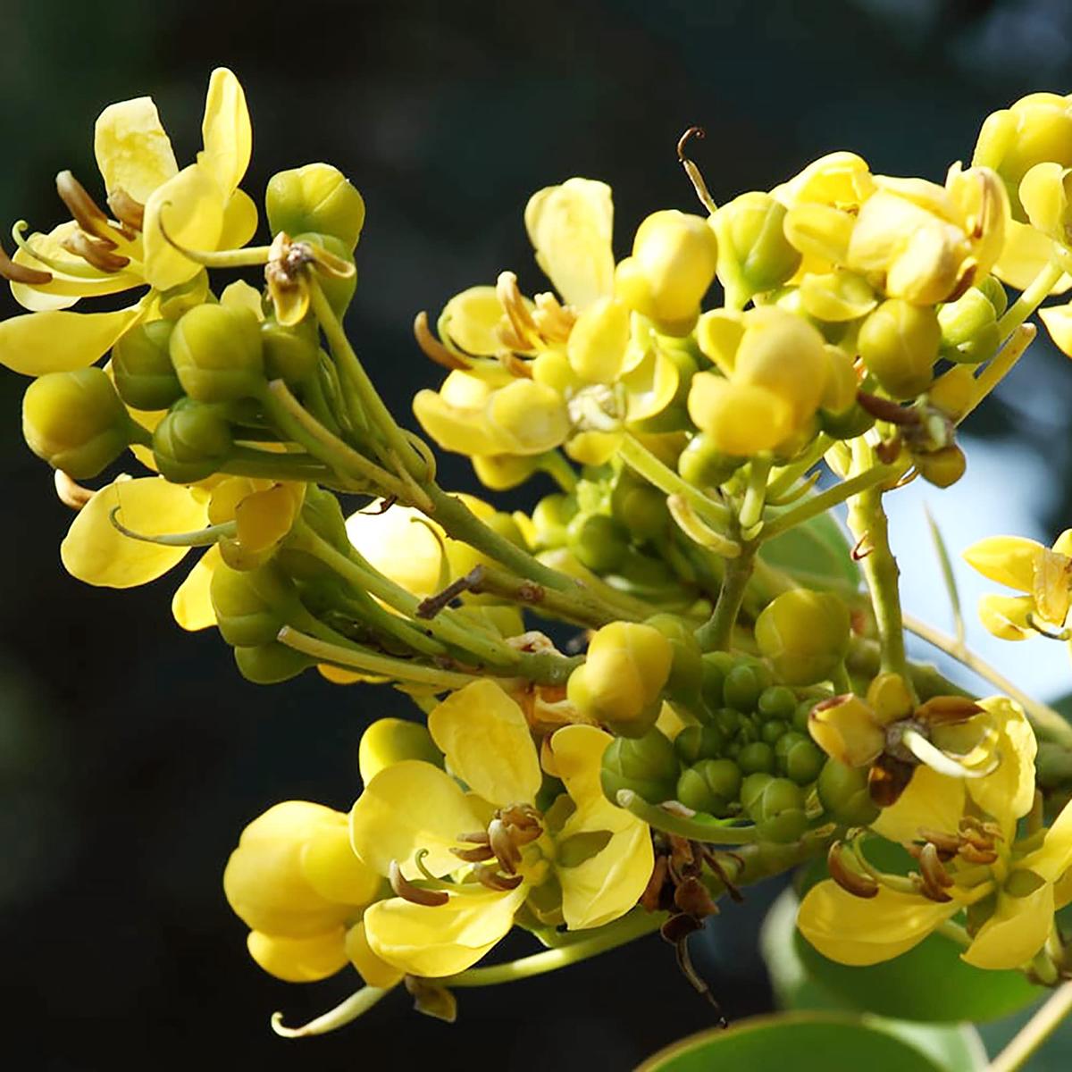 Cassia Siamea (Kassod) Tropical Flower Seeds for Planting Heirloom, Non-GMO, Tropical Tree