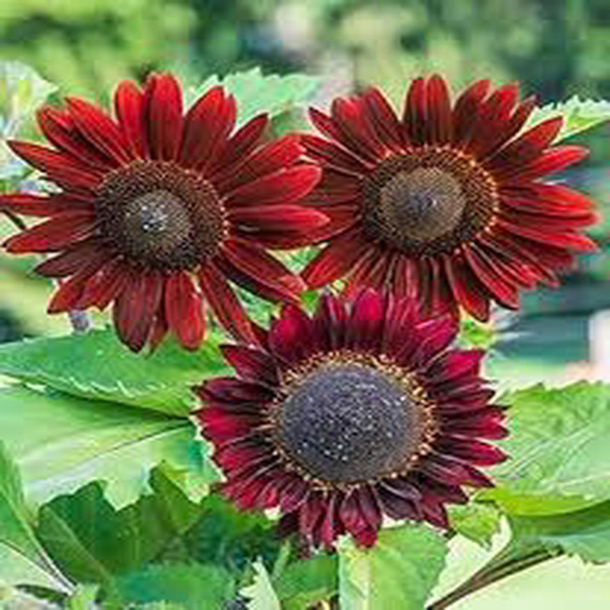 Chocolate Sunflower Seeds - Perfect for Planting