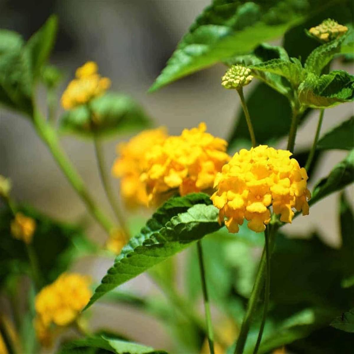 Common Lantana Seeds for Planting Lantana camara for flower beds and garden borders