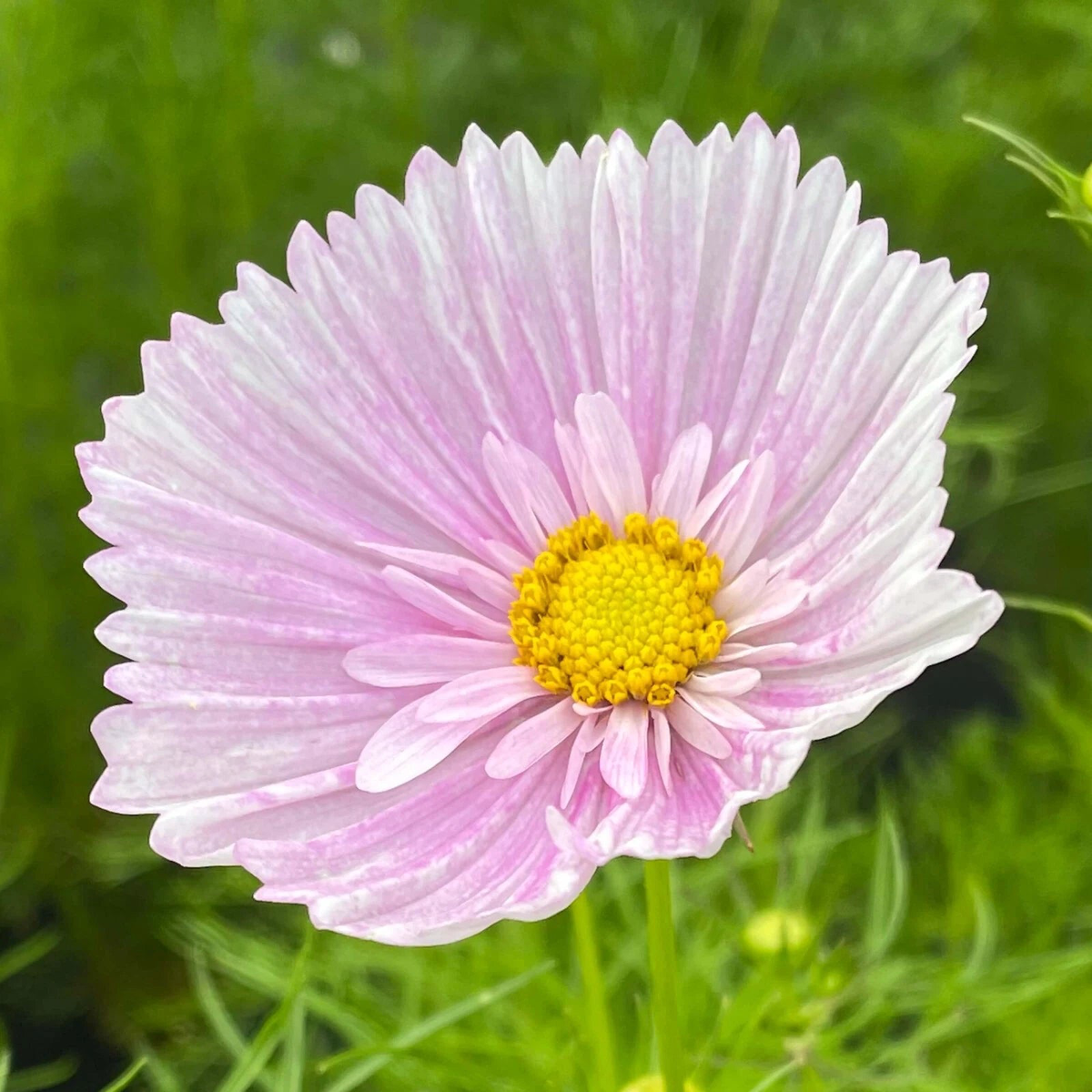 Cosmos Cupcake Blush Seeds - Seeds Per  Heirloom, Non-GMO, High Germination Organic Garden Seeds