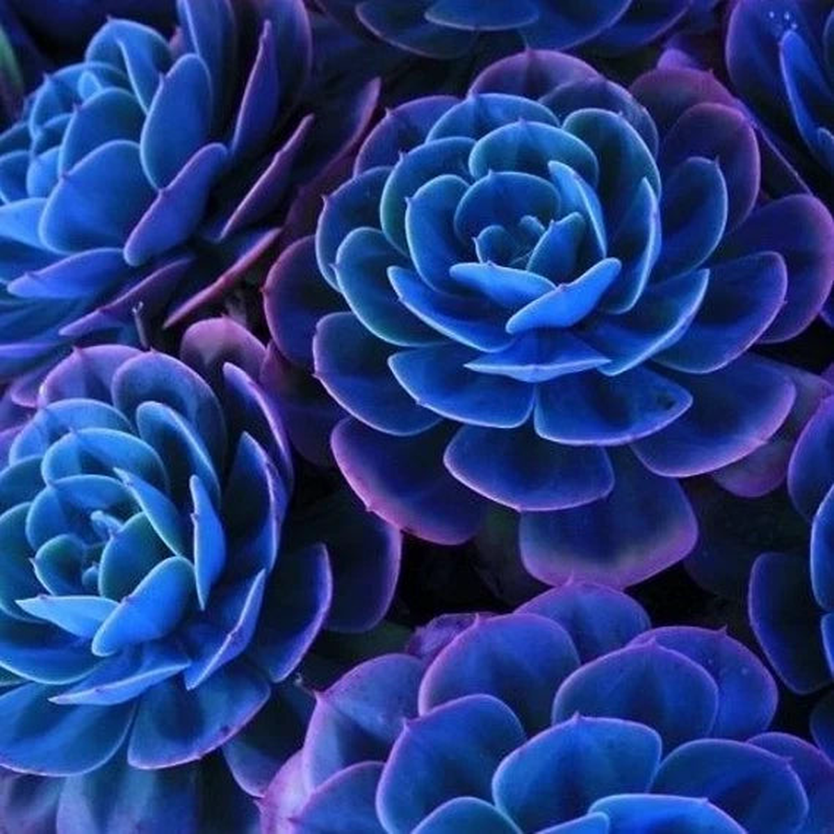 Dark Blue Nopalxochia Flower Seeds for Planting Heirloom, Non-GMO, High Germination Cactus Seeds