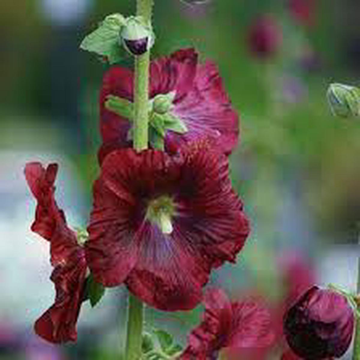 Dark Red Althaea Rosea Flower Seeds for Planting Heirloom, Non-GMO, High Germination Organic Garden Seeds