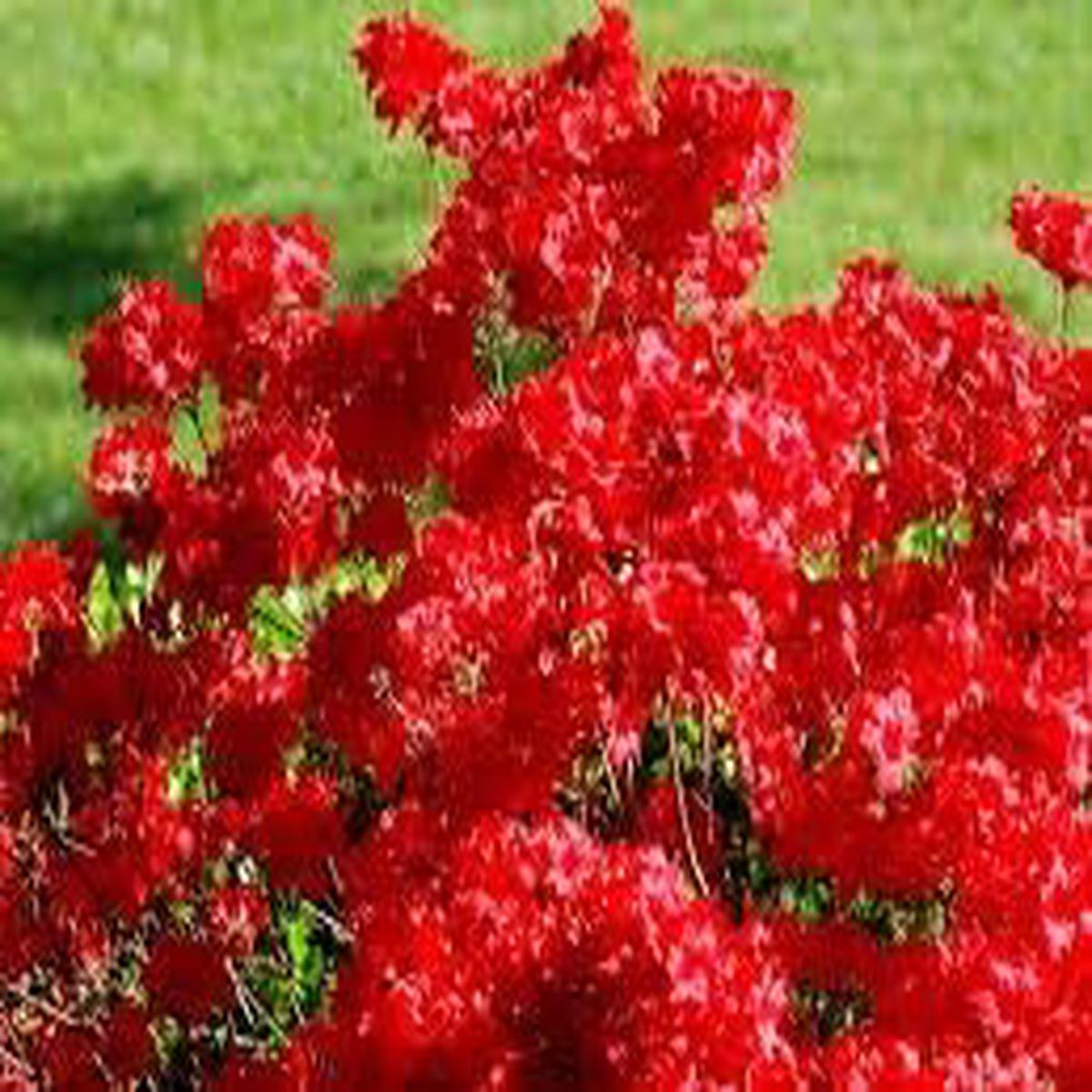 Dark Red Azalea Flower Seeds for Planting  Heirloom, Non-GMO, High Germination Organic Garden Seeds