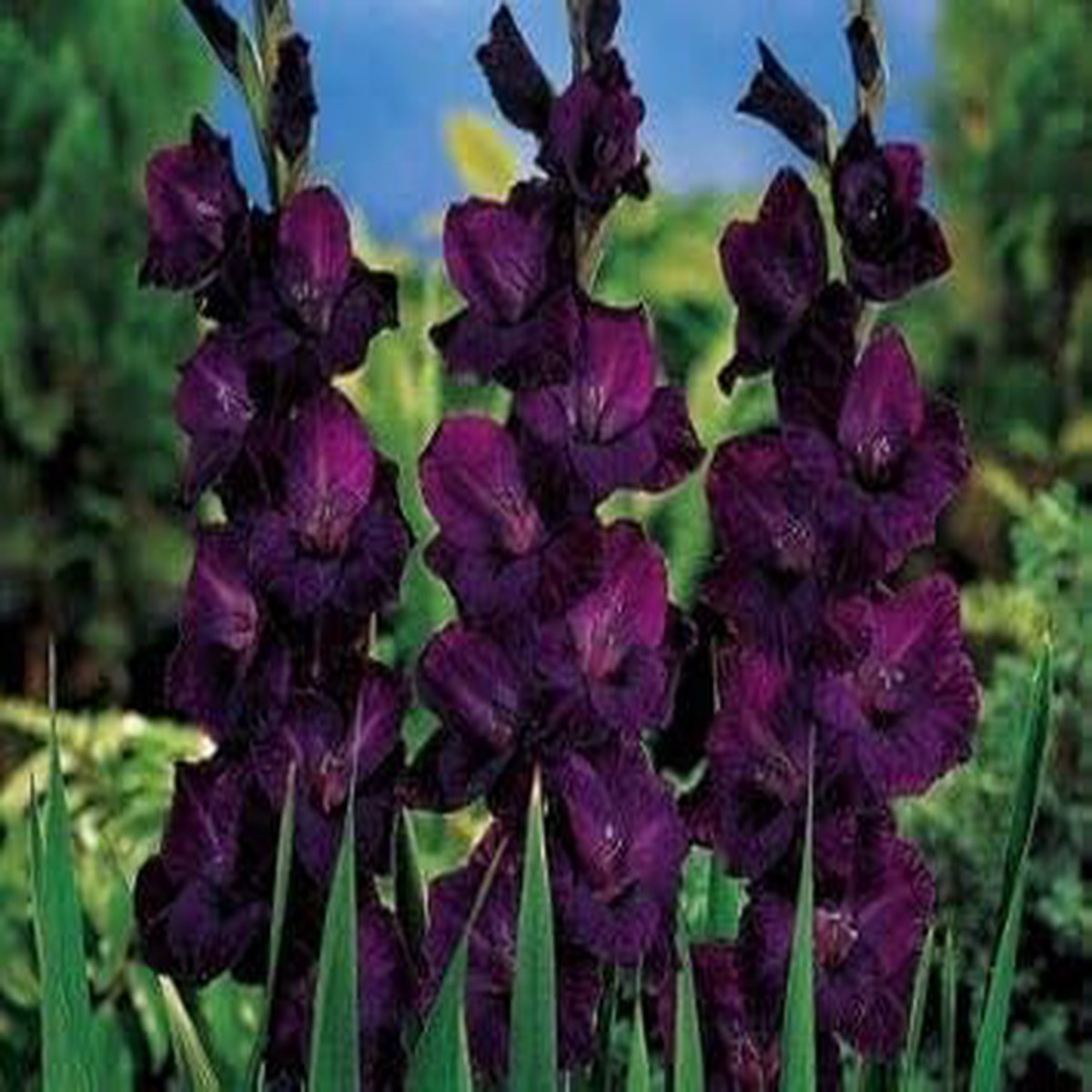 Dark Violet Gladiolus Seeds for Planting Heirloom, Non-GMO, High Germination Organic Garden Seeds