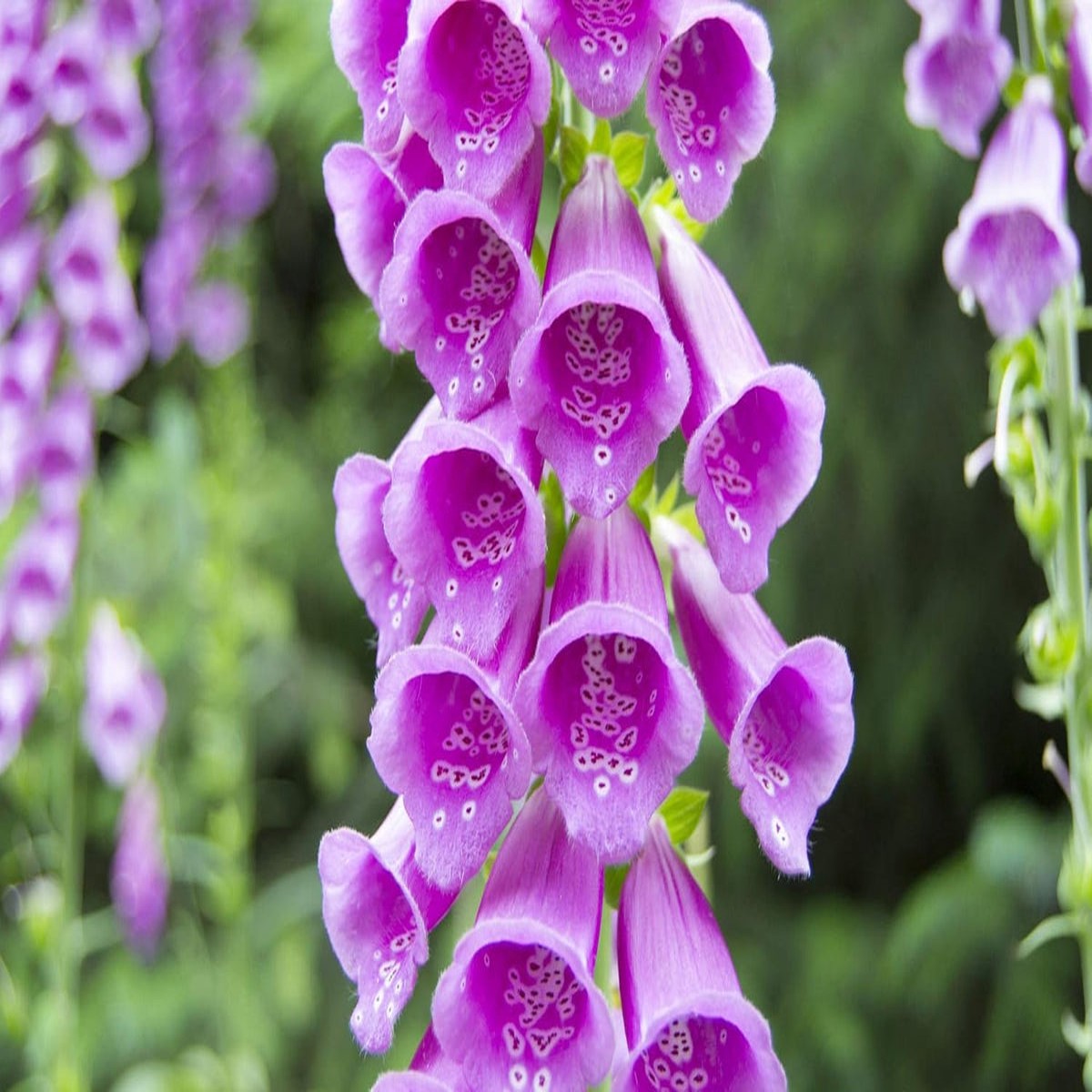 Digitalis Flower seeds for Planting - Shade Tolerant, Heirloom & GMO Free Seeds for Home Garden