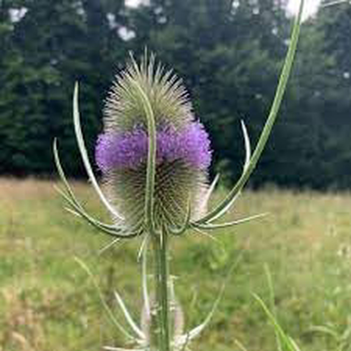 Dipsacus Plant Seeds for Planting  Heirloom, Non-GMO, Organic Garden Seeds, High Germination