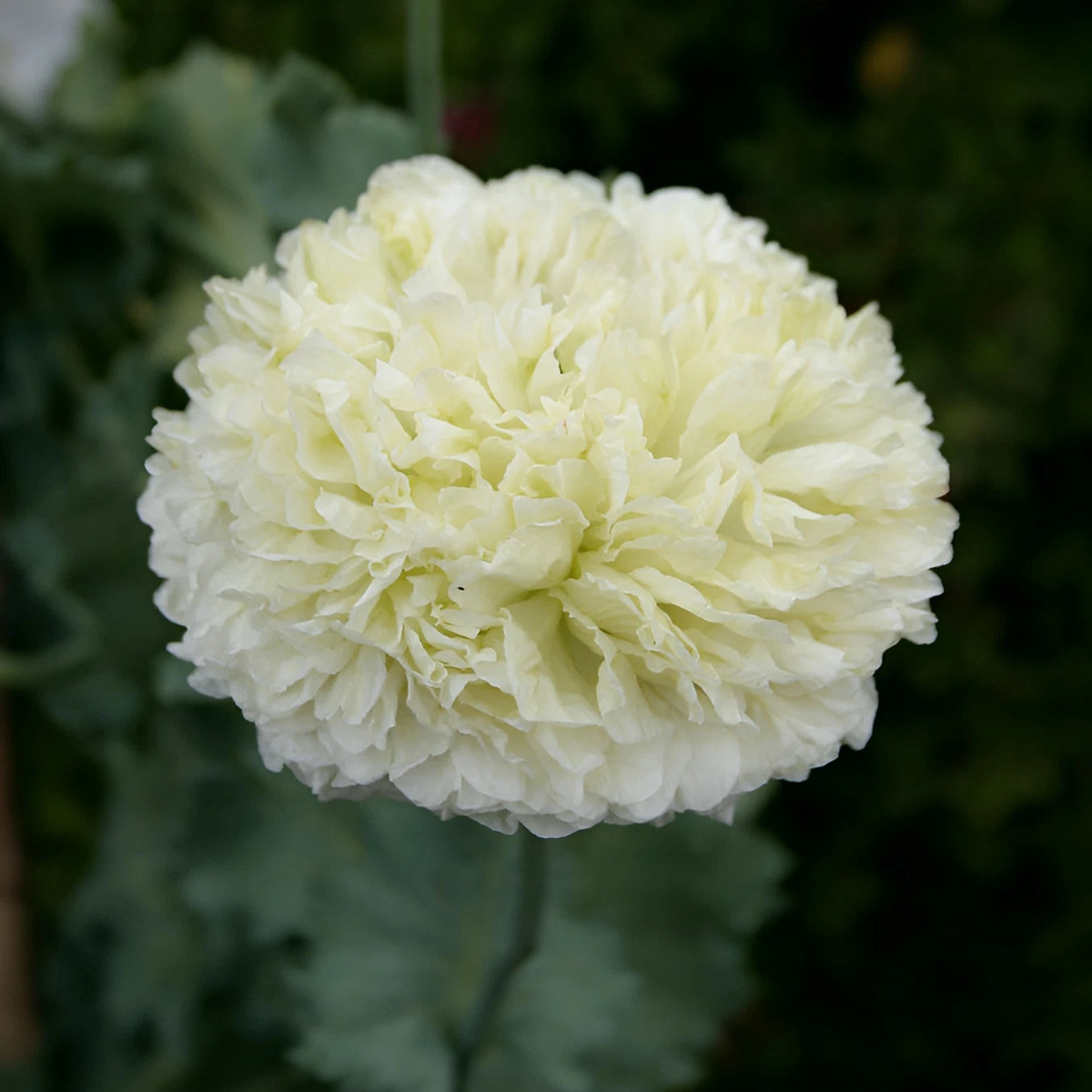 Double White Peony Poppy Seeds - P Somniferum Large Stunning White Blooms  Heirloom, Non-GMO, High Germination Organic Garden Seeds