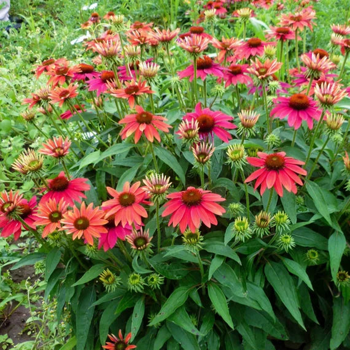 Echinacea Sombrero Series Coneflower Seeds for Planting Heirloom Non-GMO Garden Seeds | High Germination