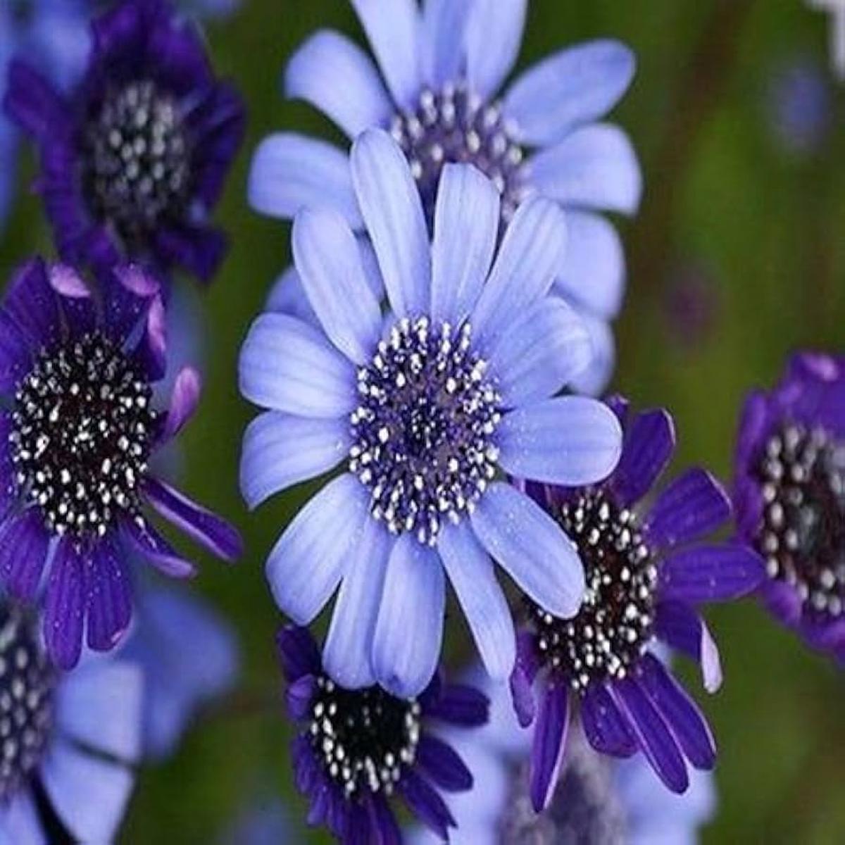 Felicia Blues Blue Daisy Flower Seeds (Felicia Heterophylla) + Seeds