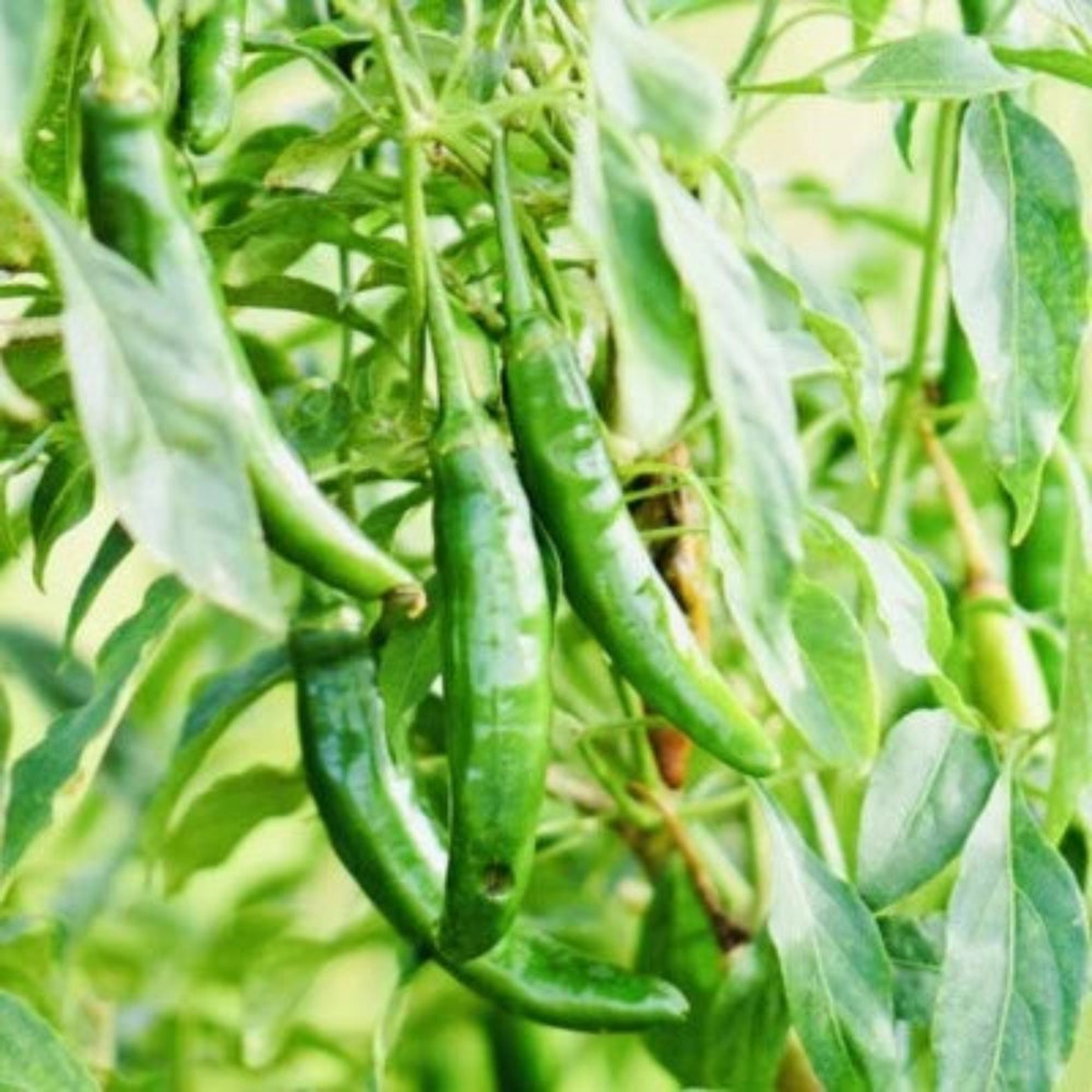 Fresh Harvest Hot Serrano Pepper Seeds for Planting NonGMO Heirloom Variety, Non-GMO