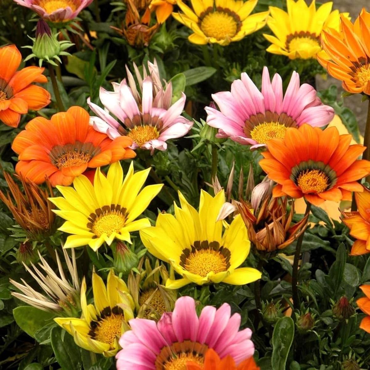 Gazania Flower Seeds for Planting  Heirloom, Non-GMO, Easy to Grow Organic Garden Seeds, High Germination