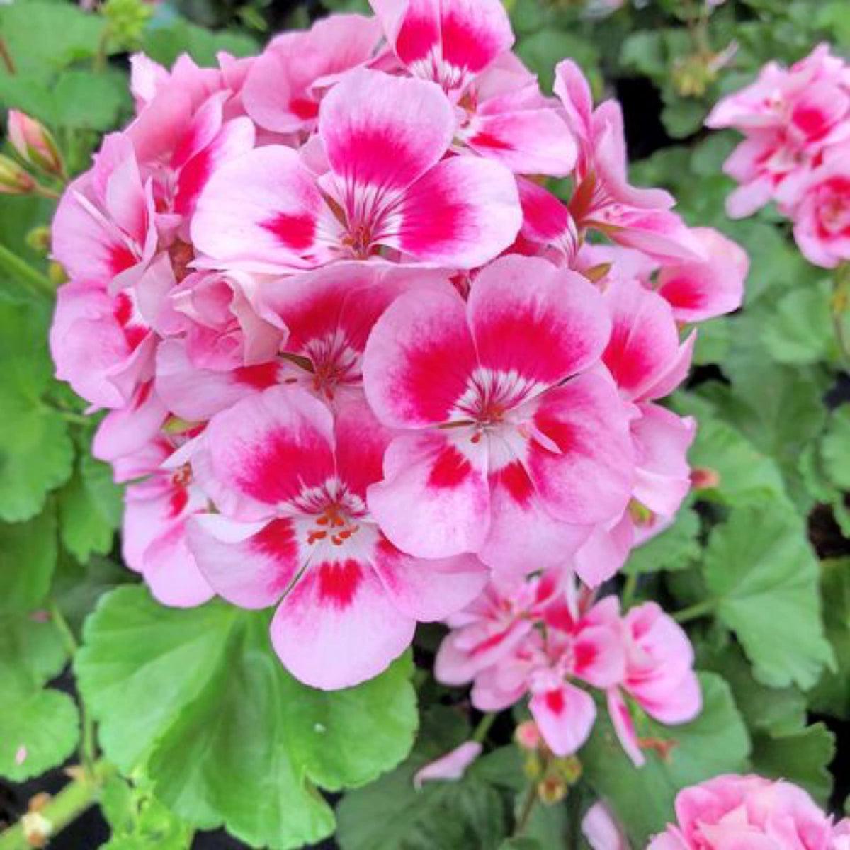 Geranium Pelargonium Flower seeds for Planting Low Maintenance Heirloom & GMO Free Seeds for Home Garden   Sale