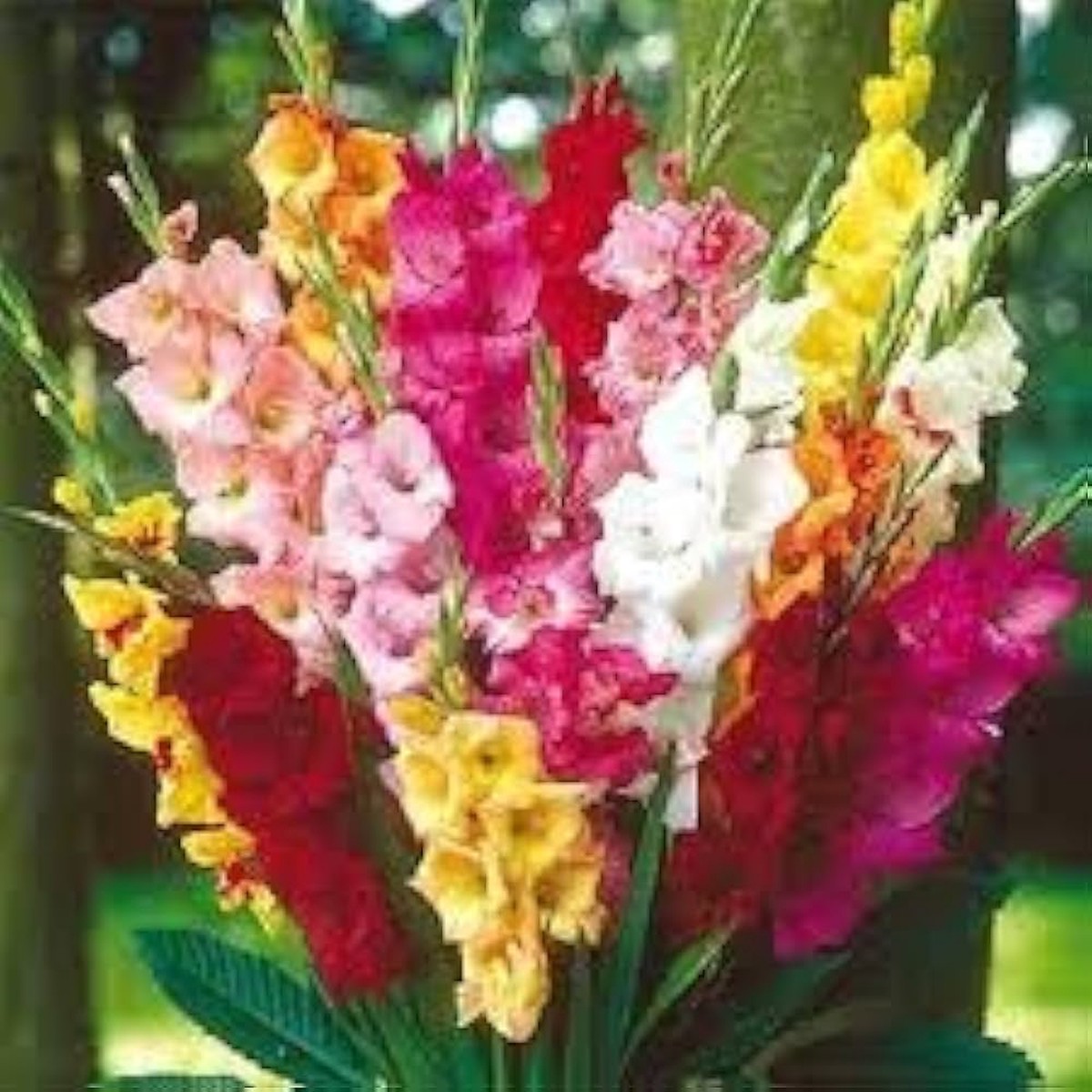 Gladiolus & Iris Gladiolus Hortulanus & Iris Germanica Mixed Flower Seeds for Planting Rare Perennial Blend for Garden Borders