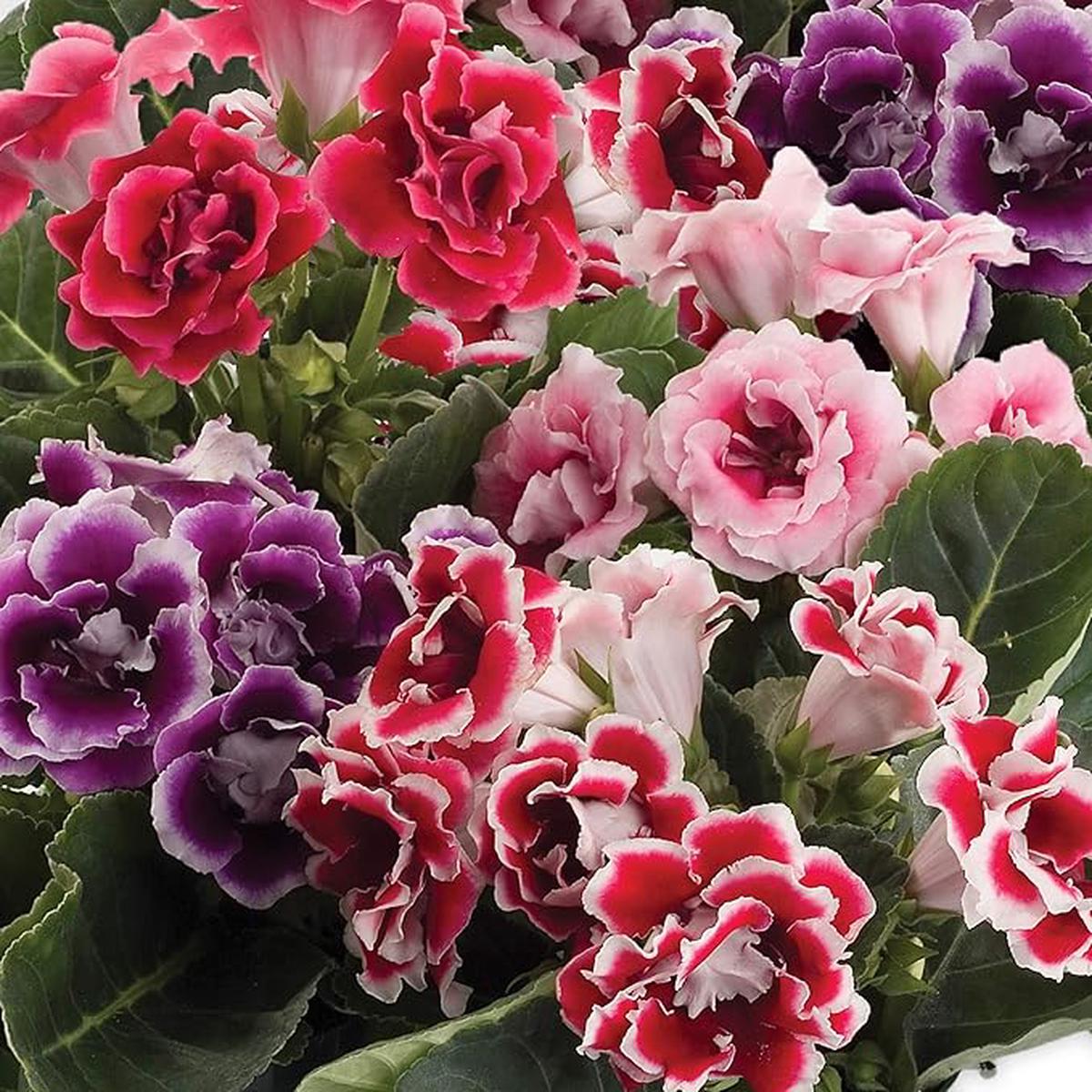 Gloxinia Sinningia speciosa Flower Seeds for Planting in Indoor Garden