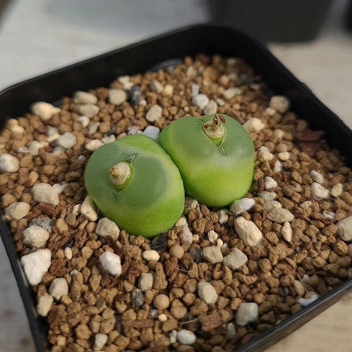 Green Conophytum Ratum Flower Seeds for Planting  Heirloom, Non-GMO, Organic Garden Seeds