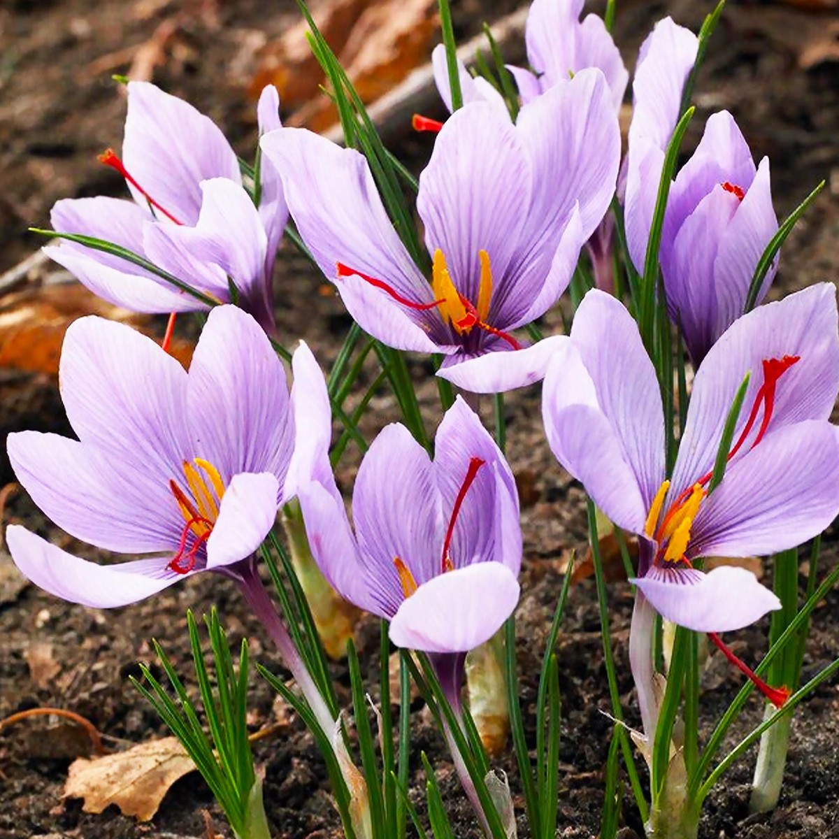 Hatsuga Saffron Crocus Mixed Flower seeds for Planting - Sun Loving, Heirloom & GMO Free Seeds for Home Garden