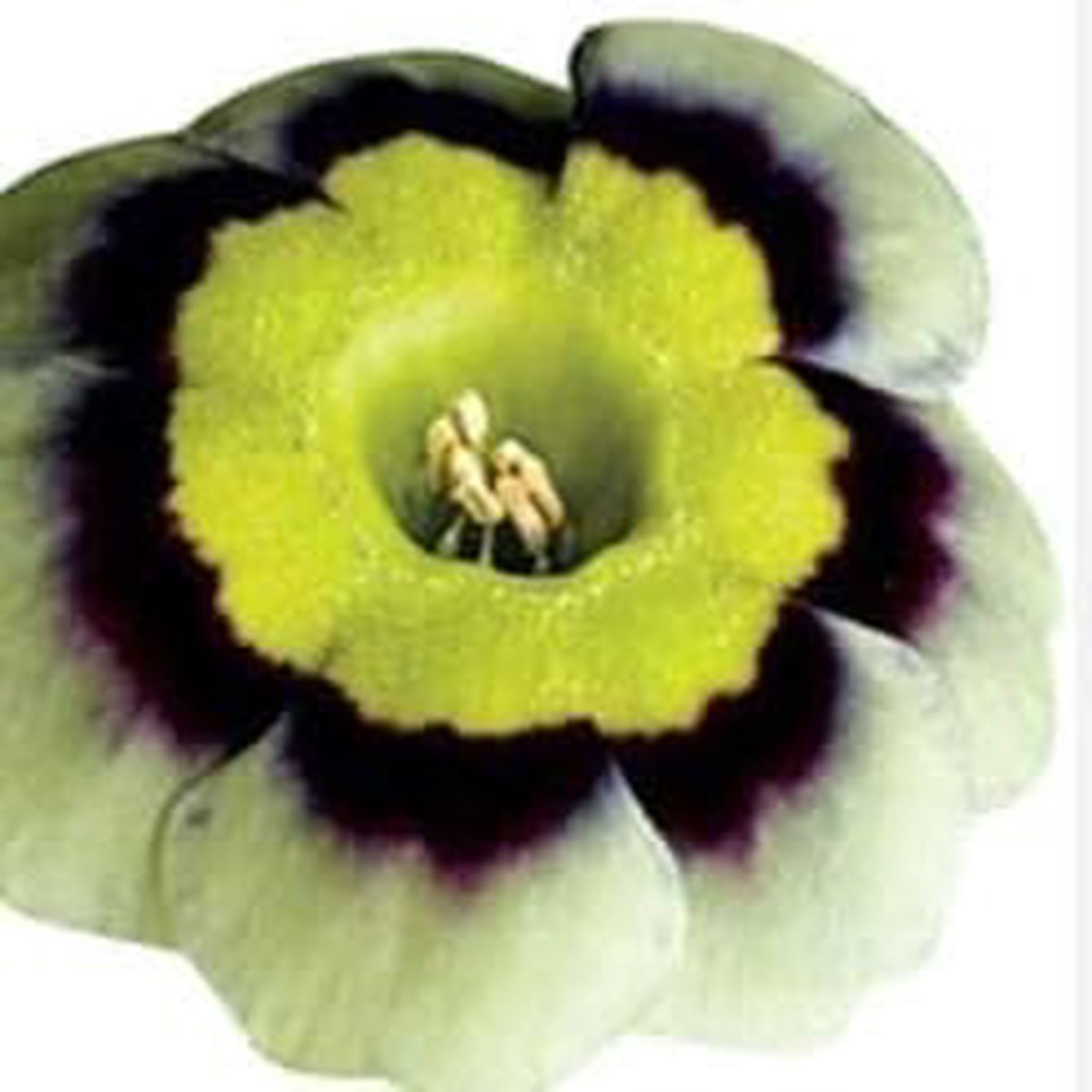 Heirloom Green White Primula Flower Seeds for Planting Non-GMO Organic Garden Seeds with High Germination