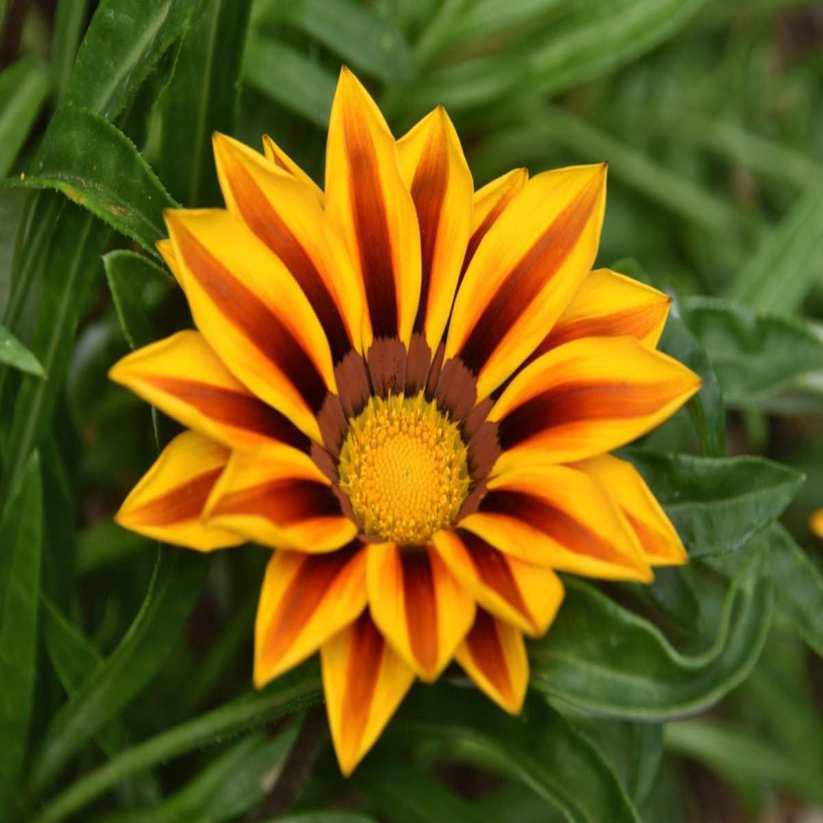Heirloom Non-GMO Gazania Rigens Flower Seeds for Planting Bright Drought-Tolerant Garden Blooms