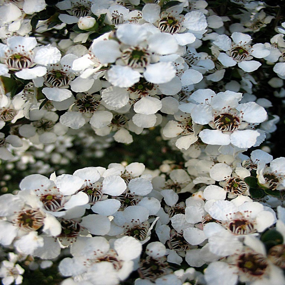 Heirloom Non-GMO Leptospermum Flower Seeds High Germination Organic Garden Seeds for Tea Tree Blooms