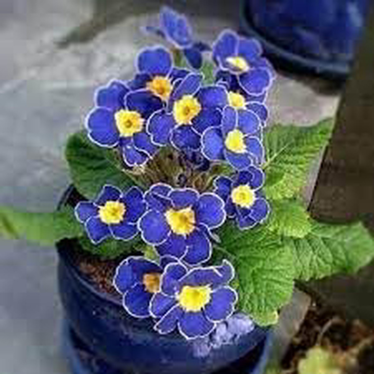 Heirloom Primrose Flower seeds for Planting Fragrant Blossoms Heirloom & GMO Free Seeds for Home Garden