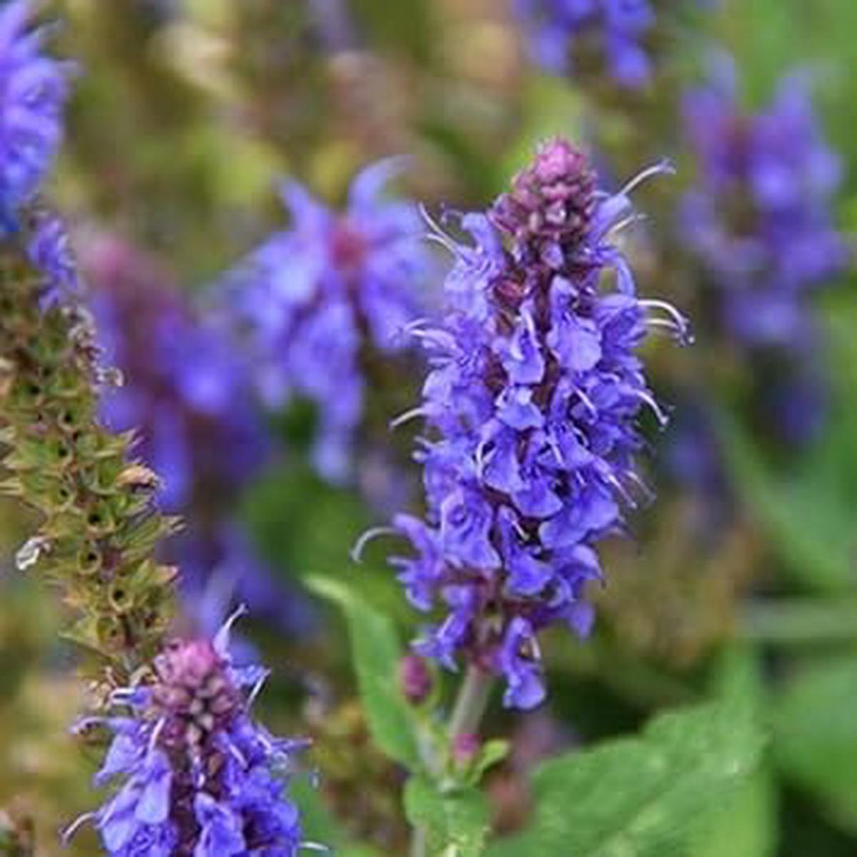 Hyssop Flower Seeds Heirloom Non GMO Planting - 100 pcs