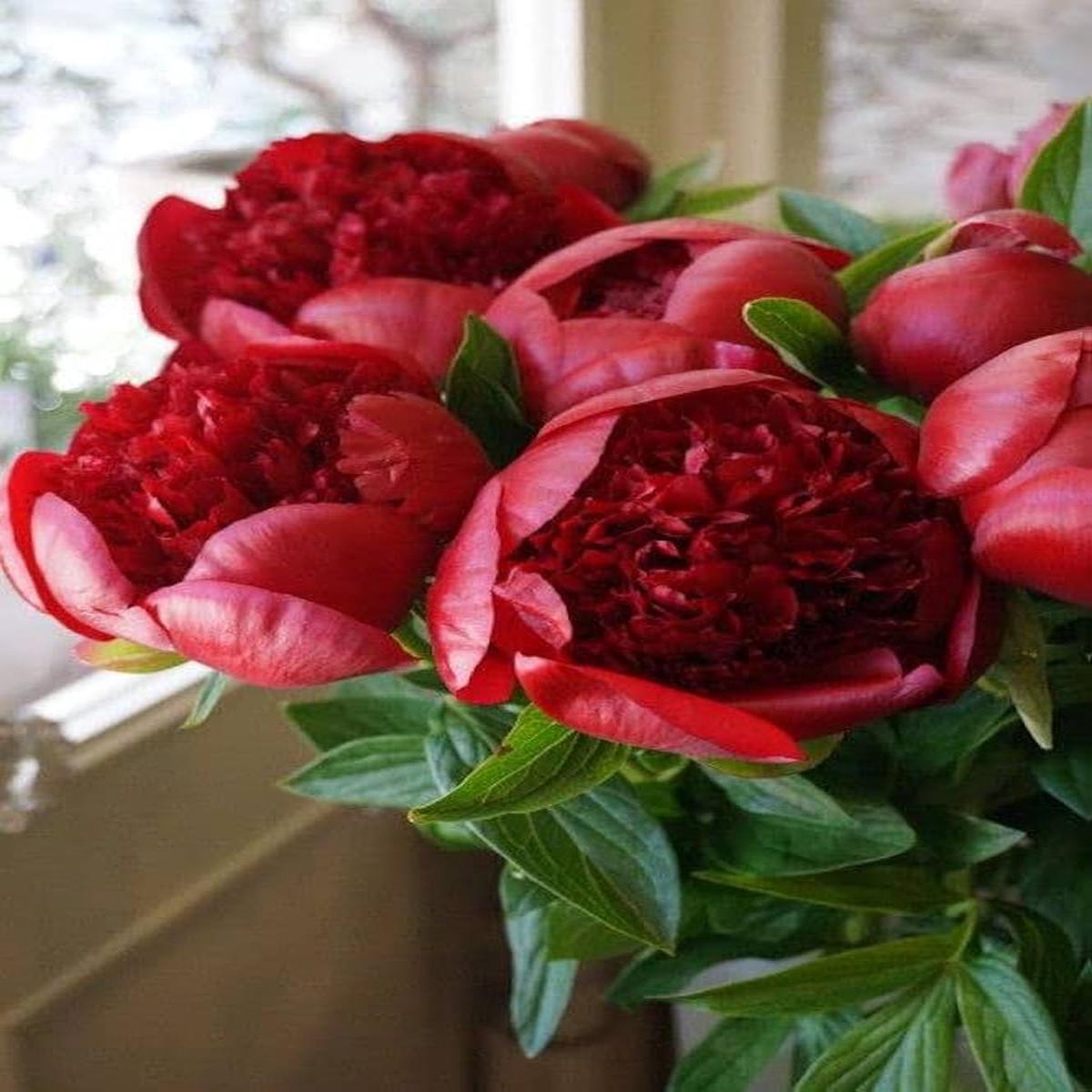 Kinkaku Peony Flower Seeds - Pieces of Dark Golden & Light Red Peony for Garden Decoration