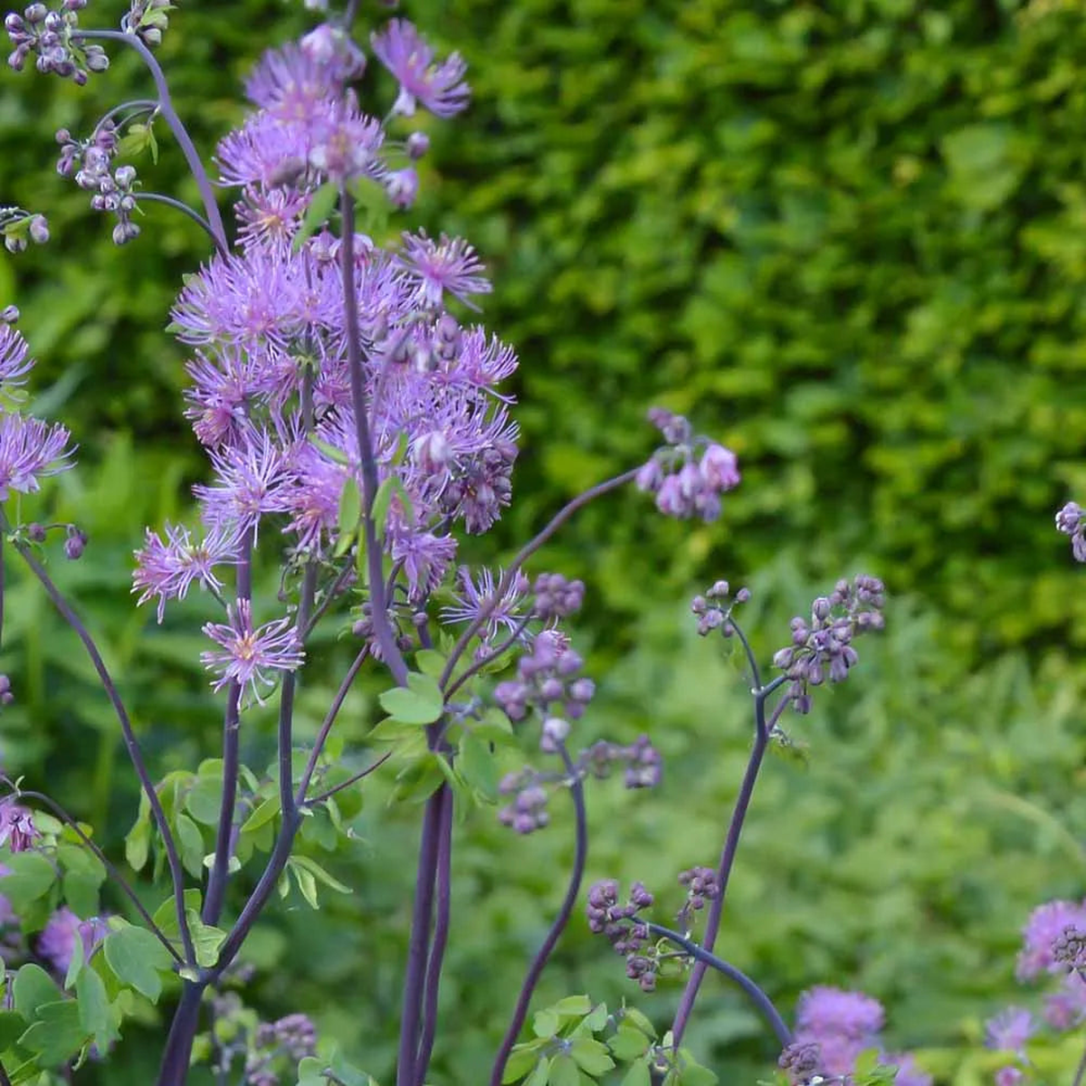 Lavender Thalictrum Flower Seeds for Planting Heirloom, Non-GMO, Premium Quality, High Germination