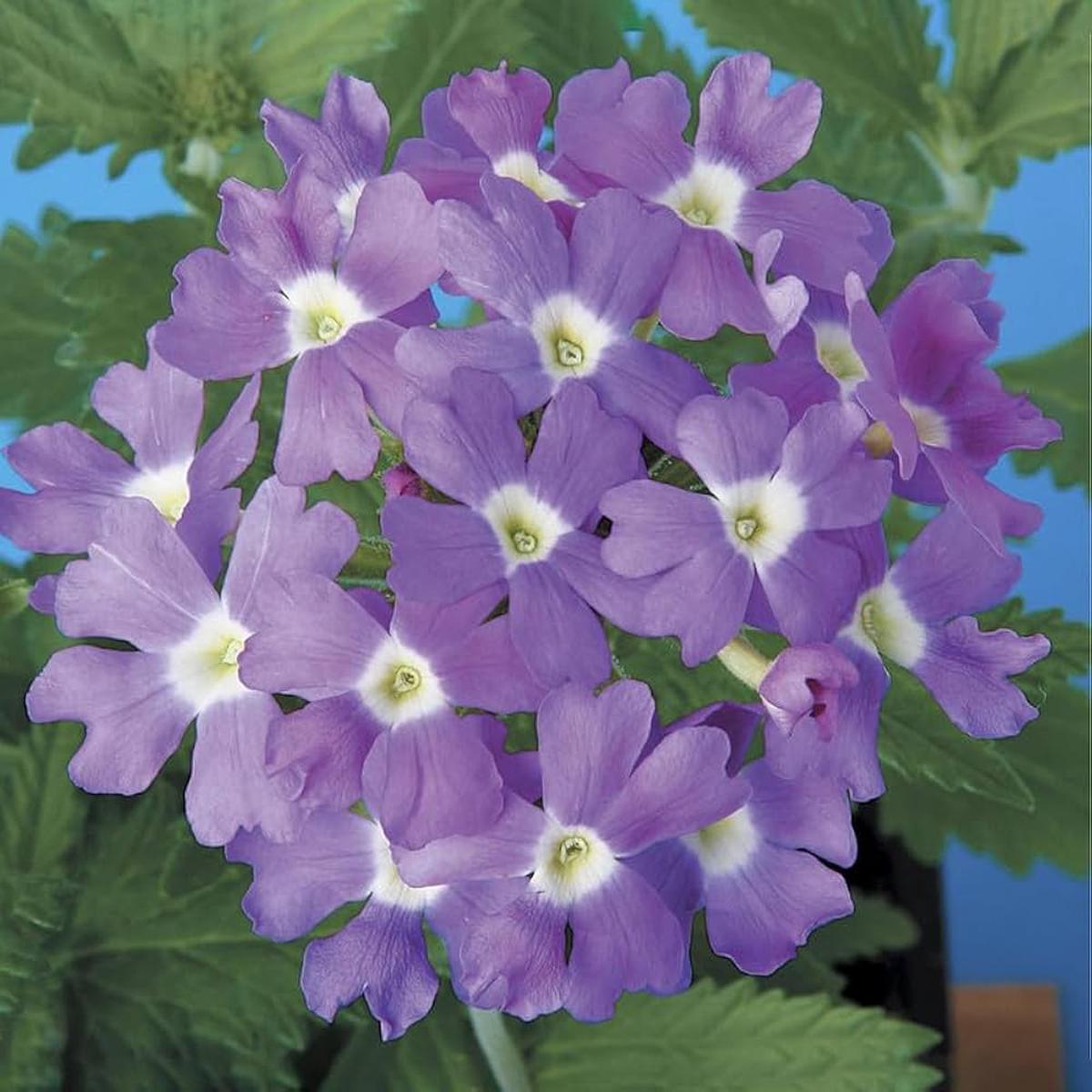 Lavender White Verbena Flower Seeds Heirloom Non-GMO High Germination Organic Garden Seeds for Planting