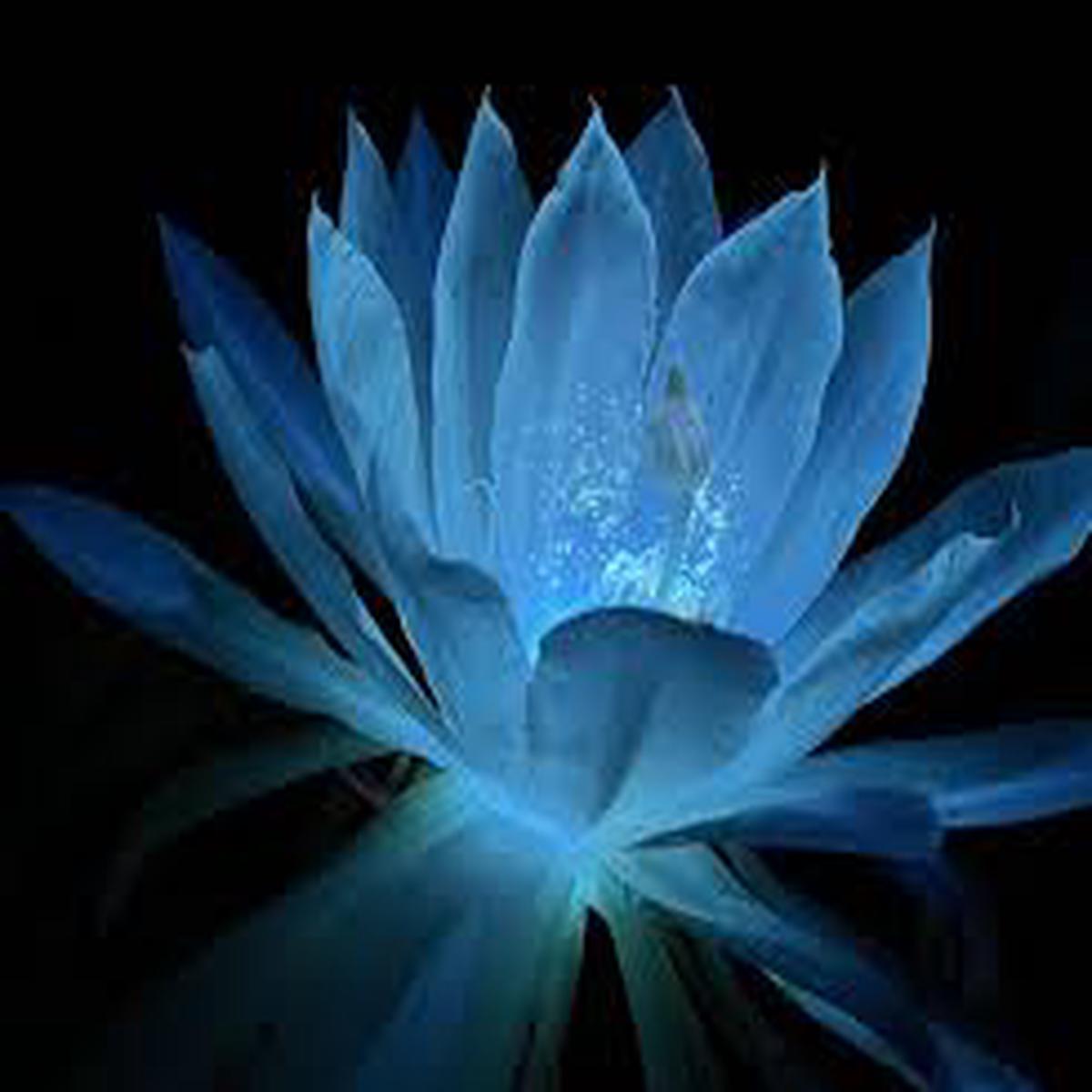 Light Blue Epiphyllum Flower seeds for Planting - Sun Loving, Heirloom & GMO Free Seeds for Home Garden