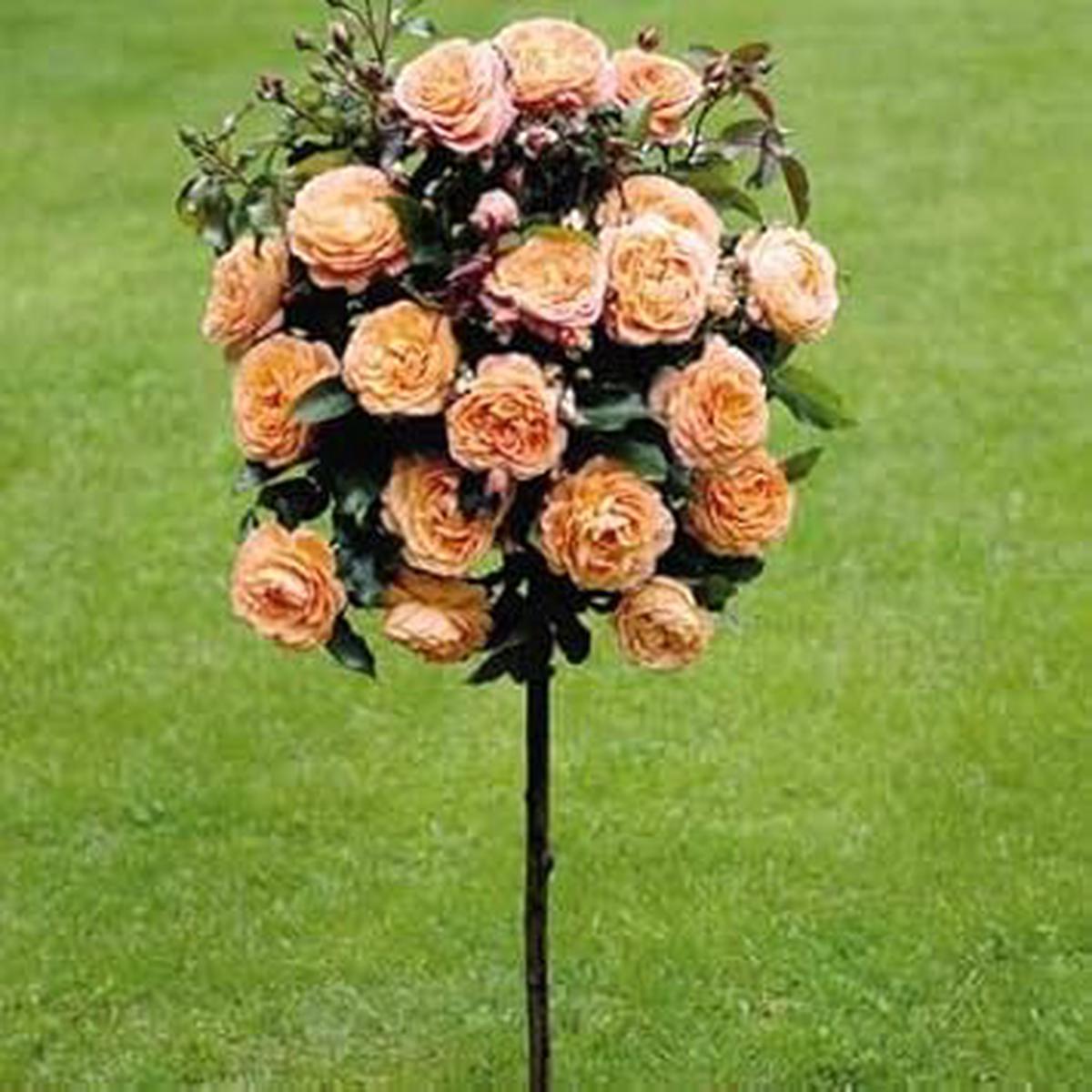 Light Orange Rose Tree Heirloom Non-GMO Seeds for Planting  High Germination Organic Garden Seeds for Elegant Tree Roses
