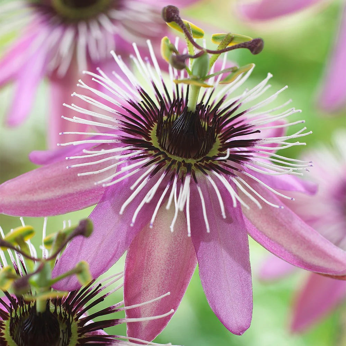 Light Violet Passion Flower Seeds for Planting Colorful Display Heirloom & GMO Free Seeds for Home Garden Sale