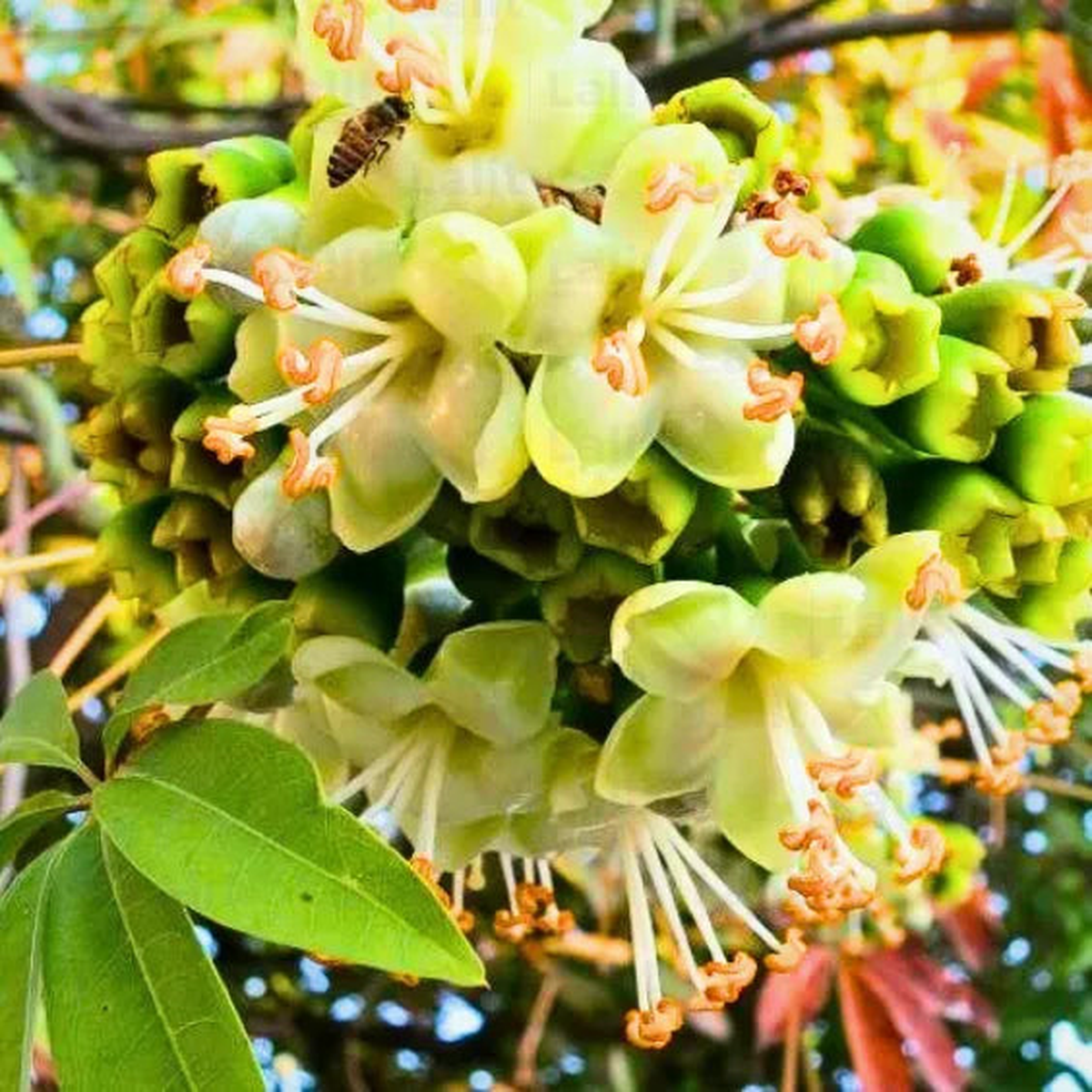 Light Yellow Ceiba Pentandra Flower Seeds for Planting Cottage Garden Essential, Heirloom, Non-GMO, High Germination