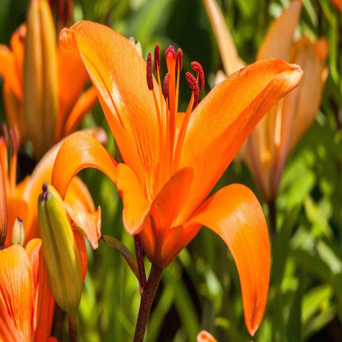 Lilium Flower seeds for Planting Garden Favorite Heirloom & GMO Free Seeds for Home Garden
