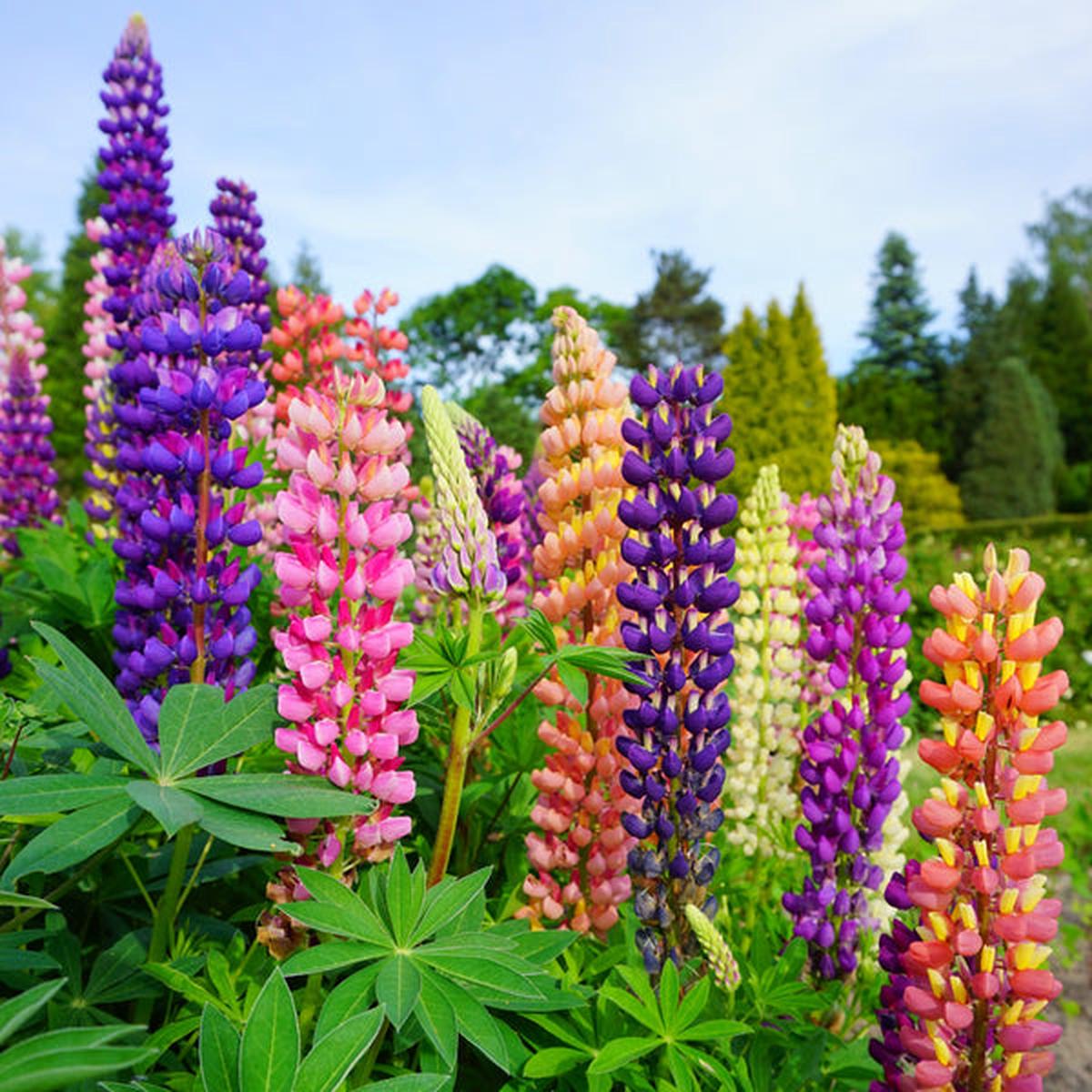 Lupine Flower seeds for Planting Drought Tolerant Heirloom & GMO Free Seeds for Home Garden