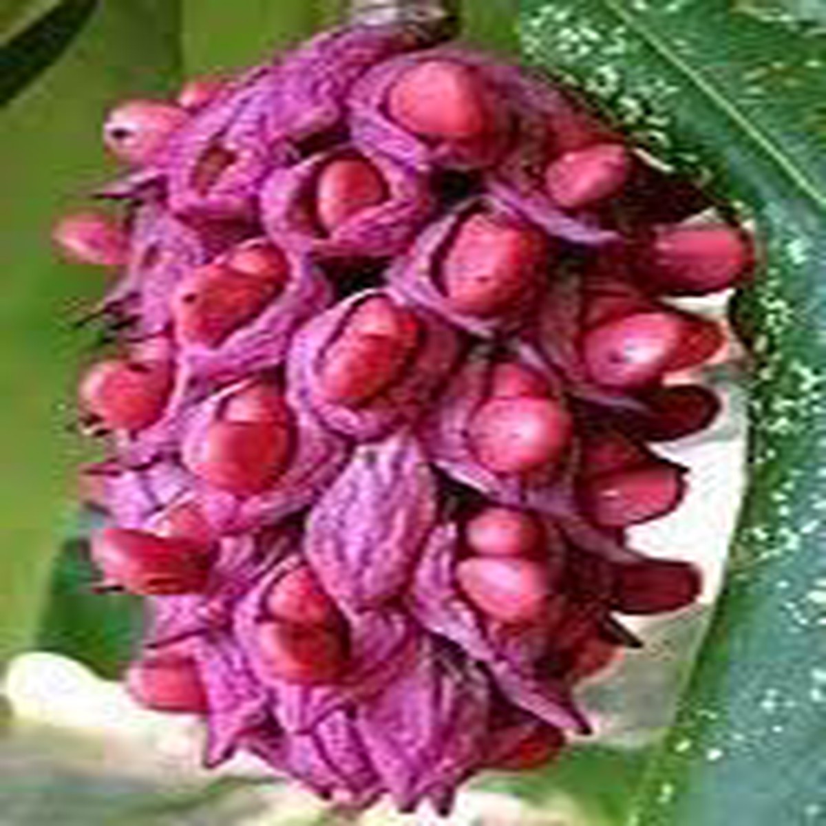 Magnolia Flower Seeds for Garden Planting  Non-GMO Heirloom Organic Garden Seeds, High Germination