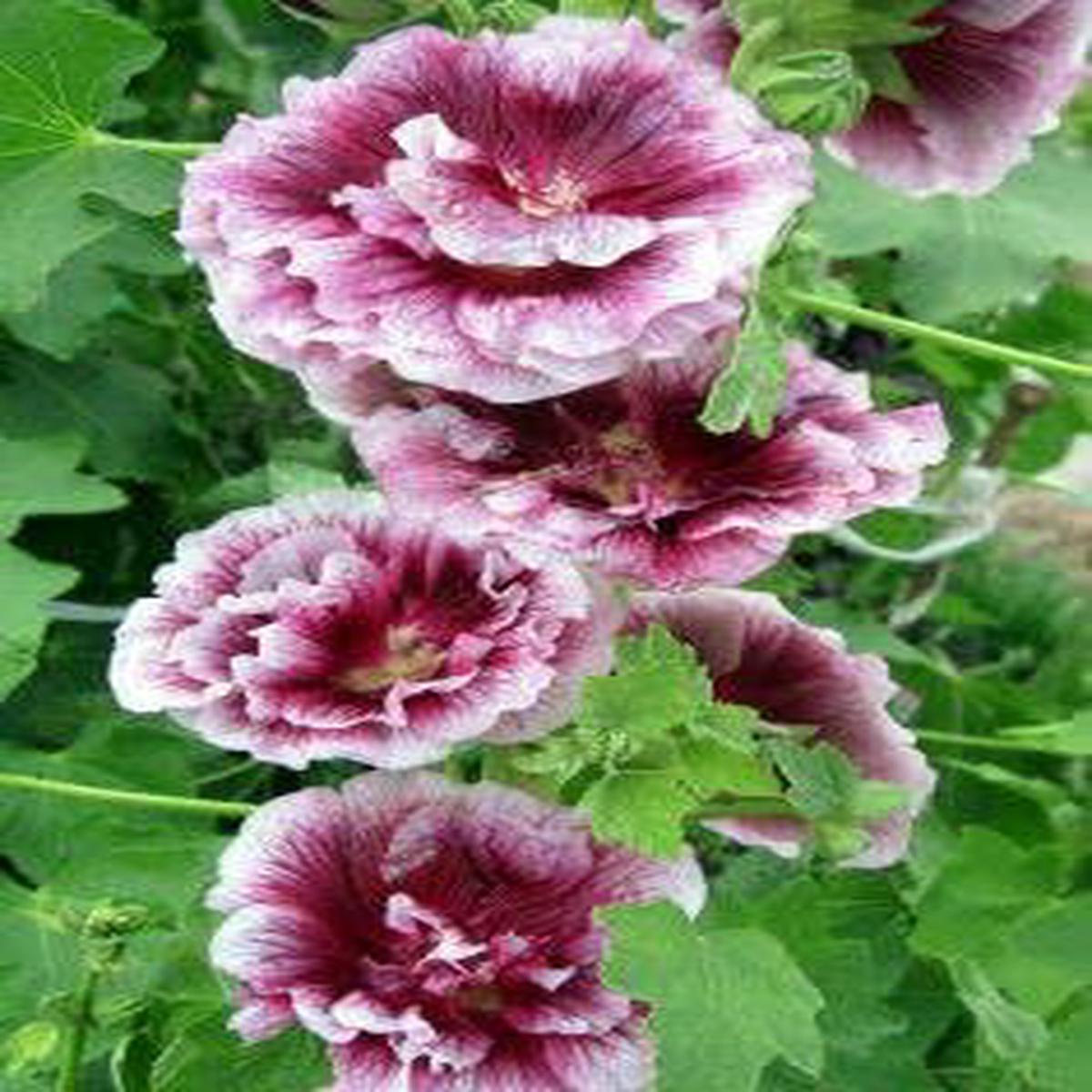 Mixed Alcea Rosea Flower Seeds for Planting Colorful Heirloom Non-GMO Seeds