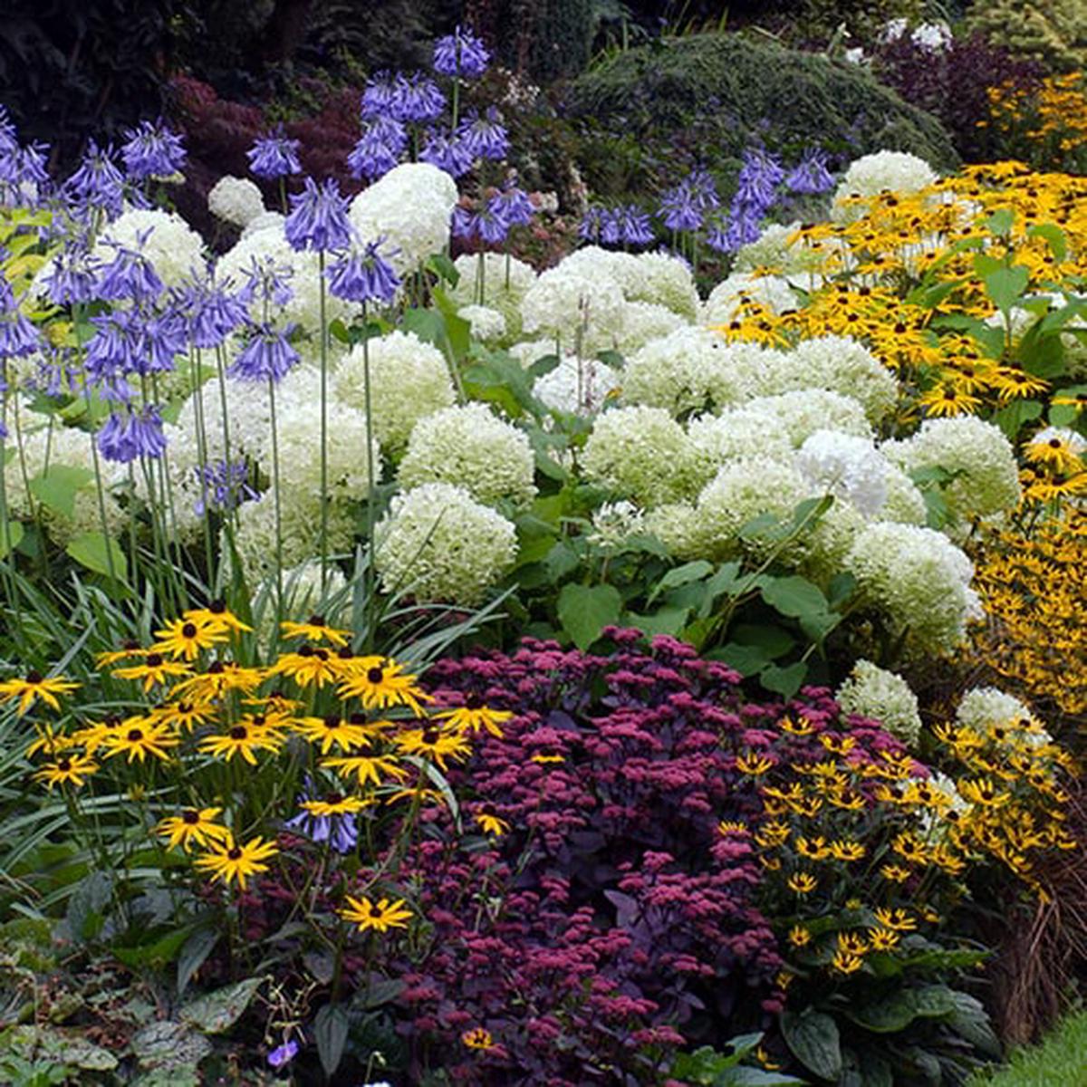 Mixed Color Perennial Flower Seeds for Planting Heirloom, Non-GMO, Cut Flower Mix, High Germination
