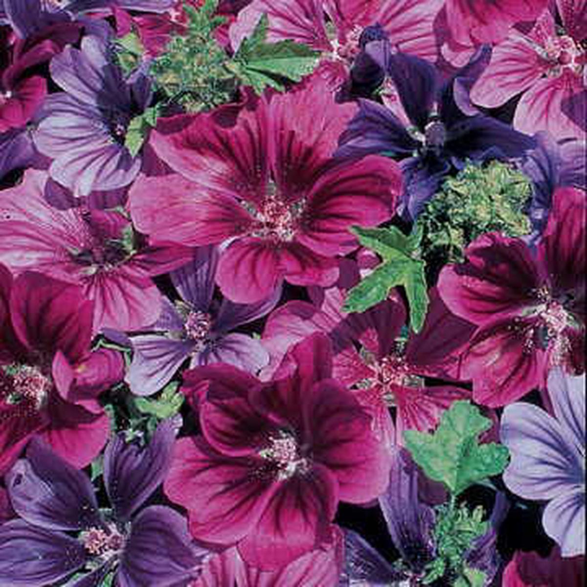 Mystic Merlin Hollyhock Seeds | Dark-Hued Hardy Hollyhock Mix  Heirloom, Non-GMO, High Germination Organic Garden Seeds