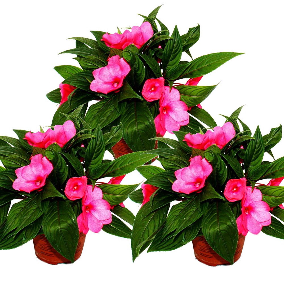 New Guinea Impatiens Divine Lavender flower seeds for colorful tropical displays
