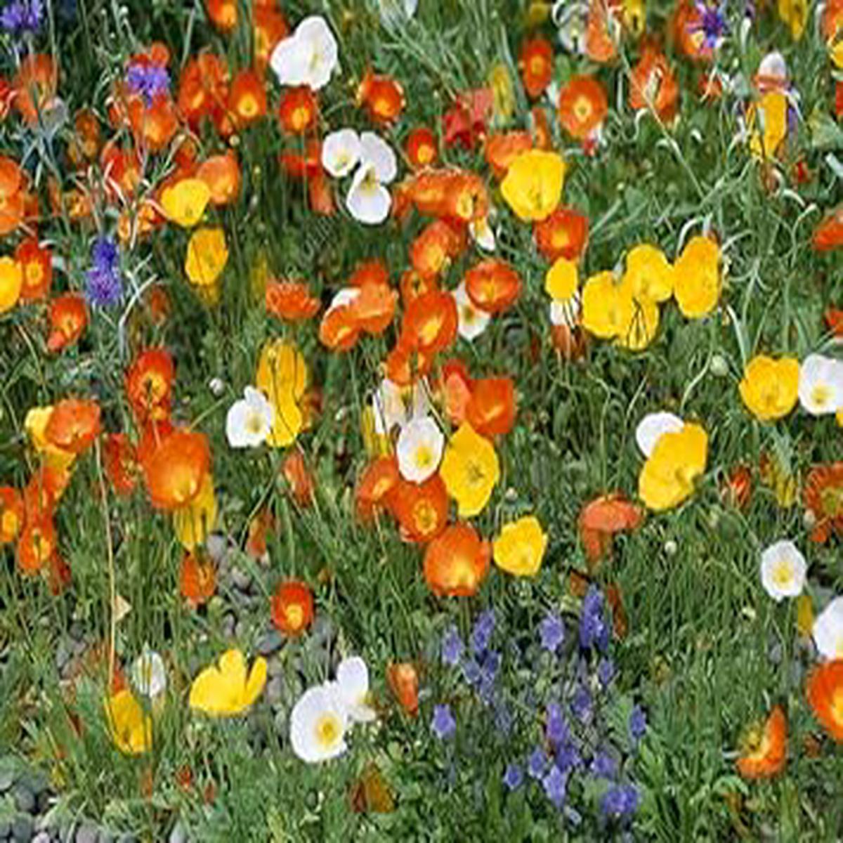 Nudicaule Flower Seeds for Planting  Fragrant Blossoms, Heirloom, Non-GMO, High Germination Garden Seeds