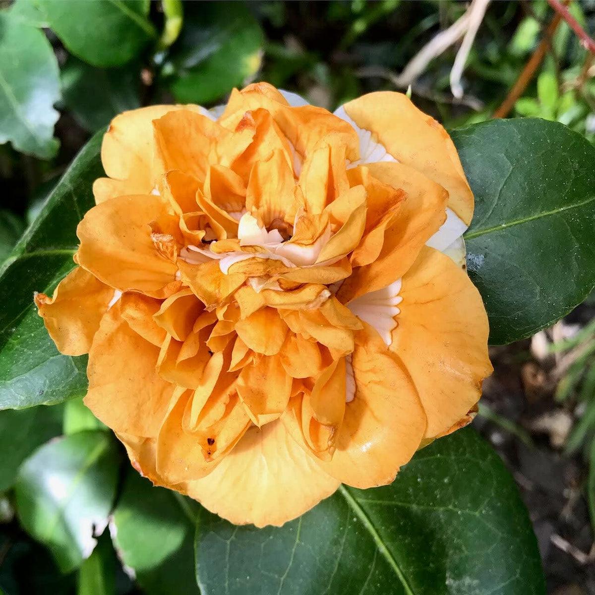 Orange White Camellia Flower seeds for Planting - Hardy Variety, Heirloom & GMO Free Seeds for Home Garden
