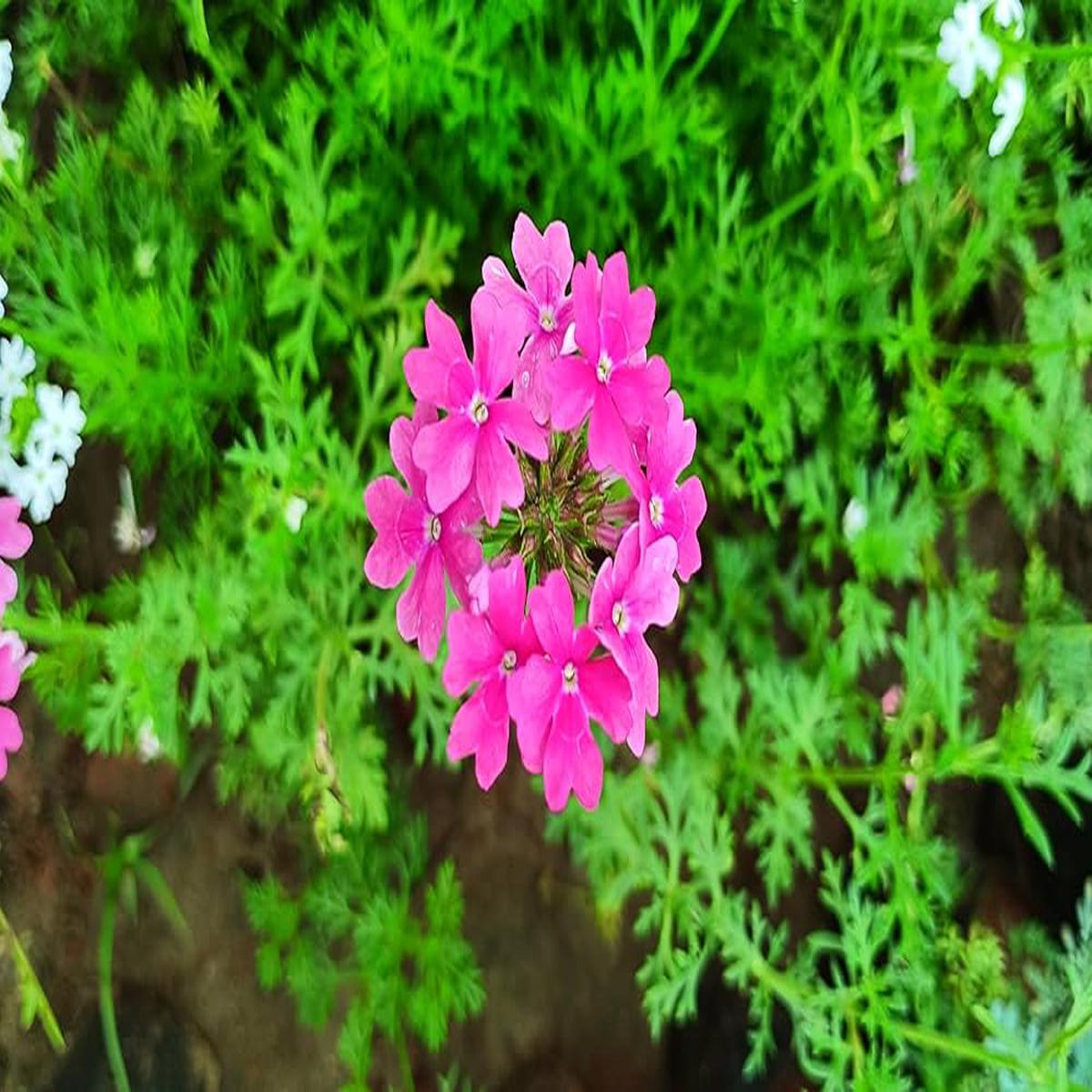 Organic Heirloom Pink Verbena Flower Seeds  Non-GMO Garden Seeds for Planting