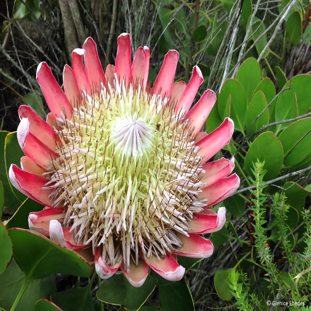 Organic Pink White Protea Flower Seeds for Planting Heirloom, Non-GMO