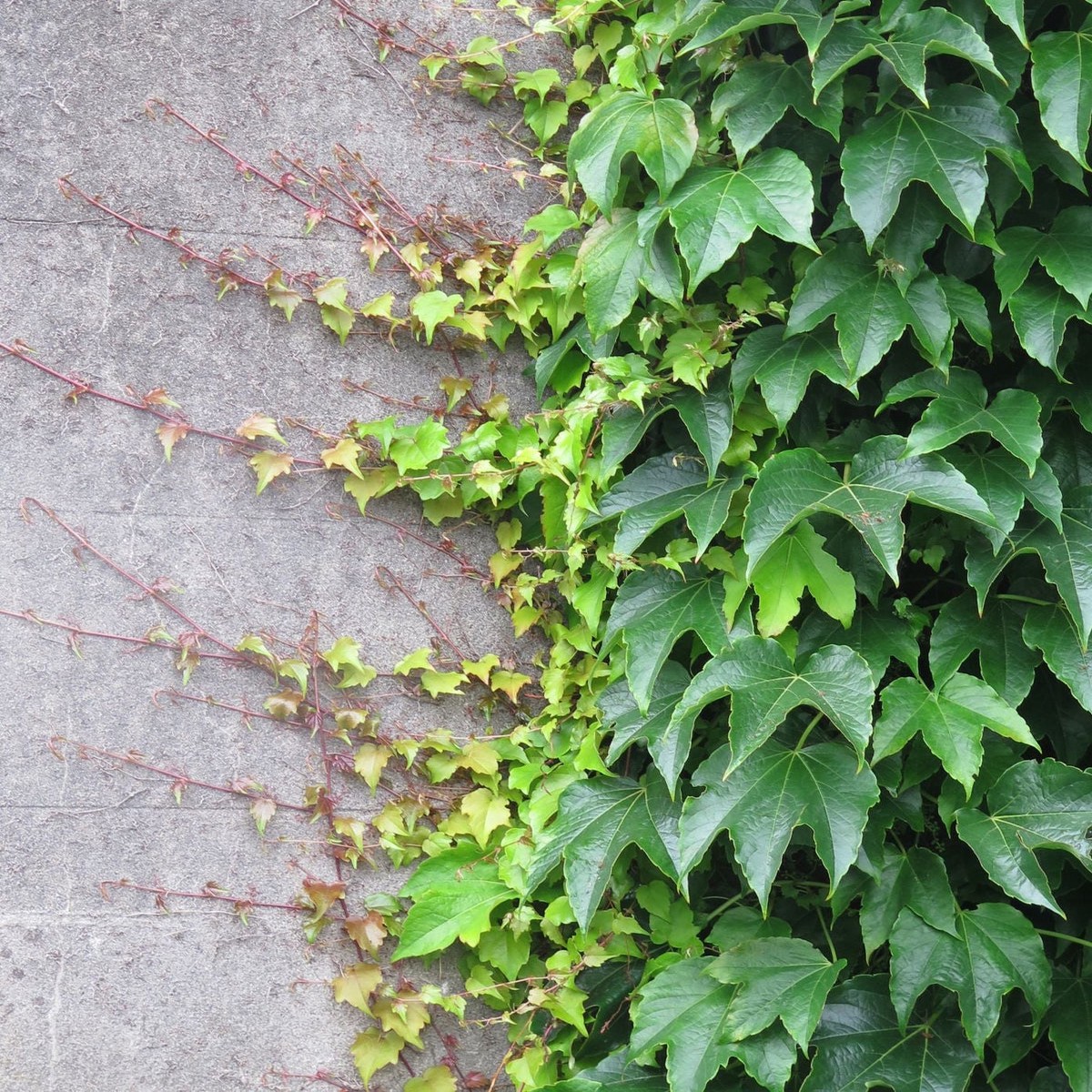 Parthenocissus Tricuspidata Flower seeds for Planting Cottage Garden Essential Heirloom & GMO Free Seeds for Home Garden