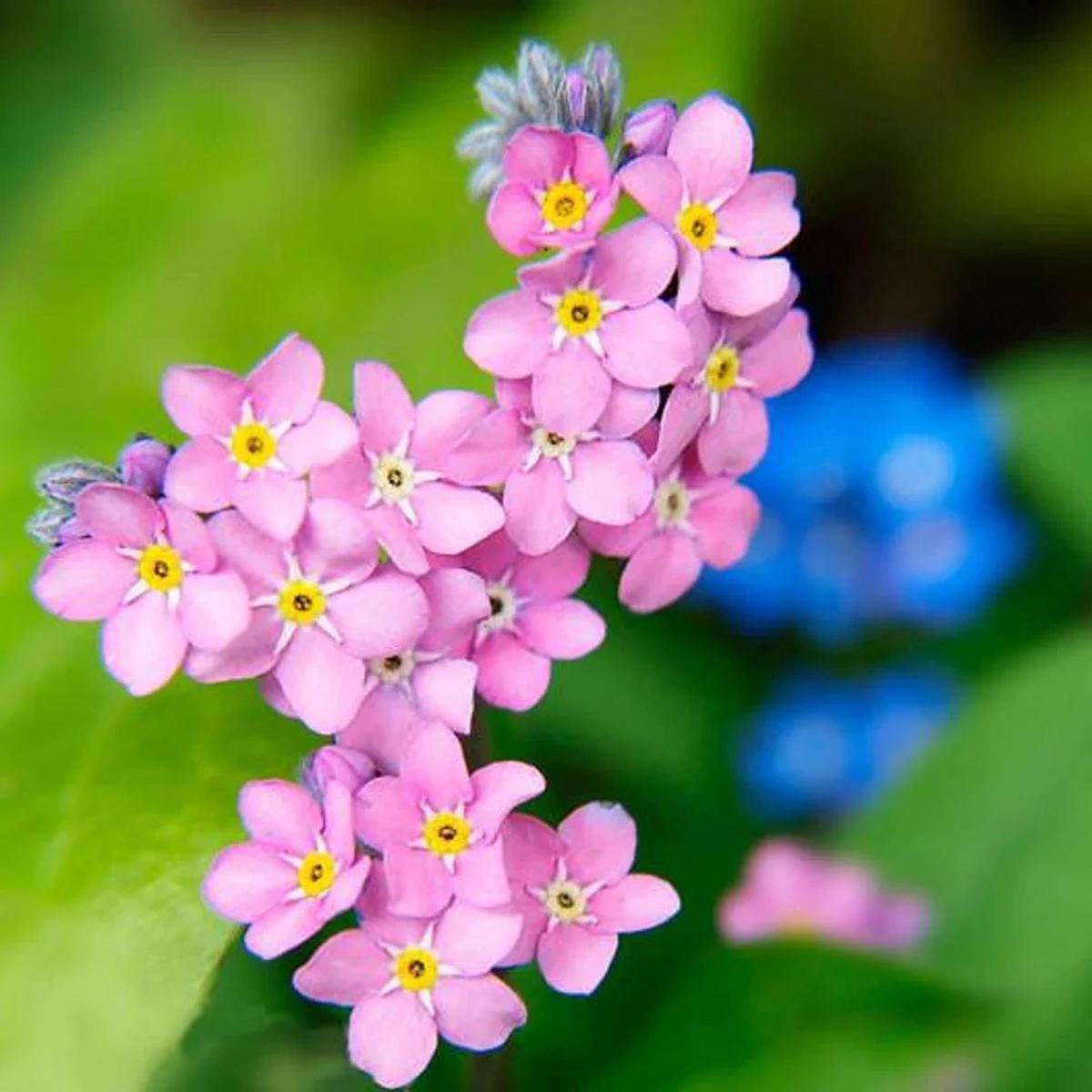 Pink Myosotis Sylvatica Flower seeds for Planting Shade Tolerant Heirloom & GMO Free Seeds for Home Garden Sale