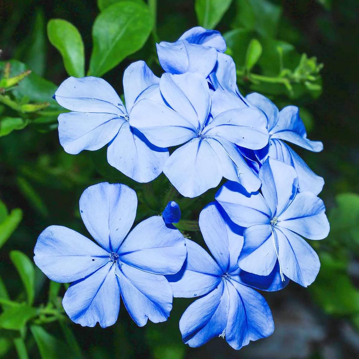 Plumbago Flower Seeds for Planting Heirloom, Non-GMO, High Germination Organic Garden Seeds