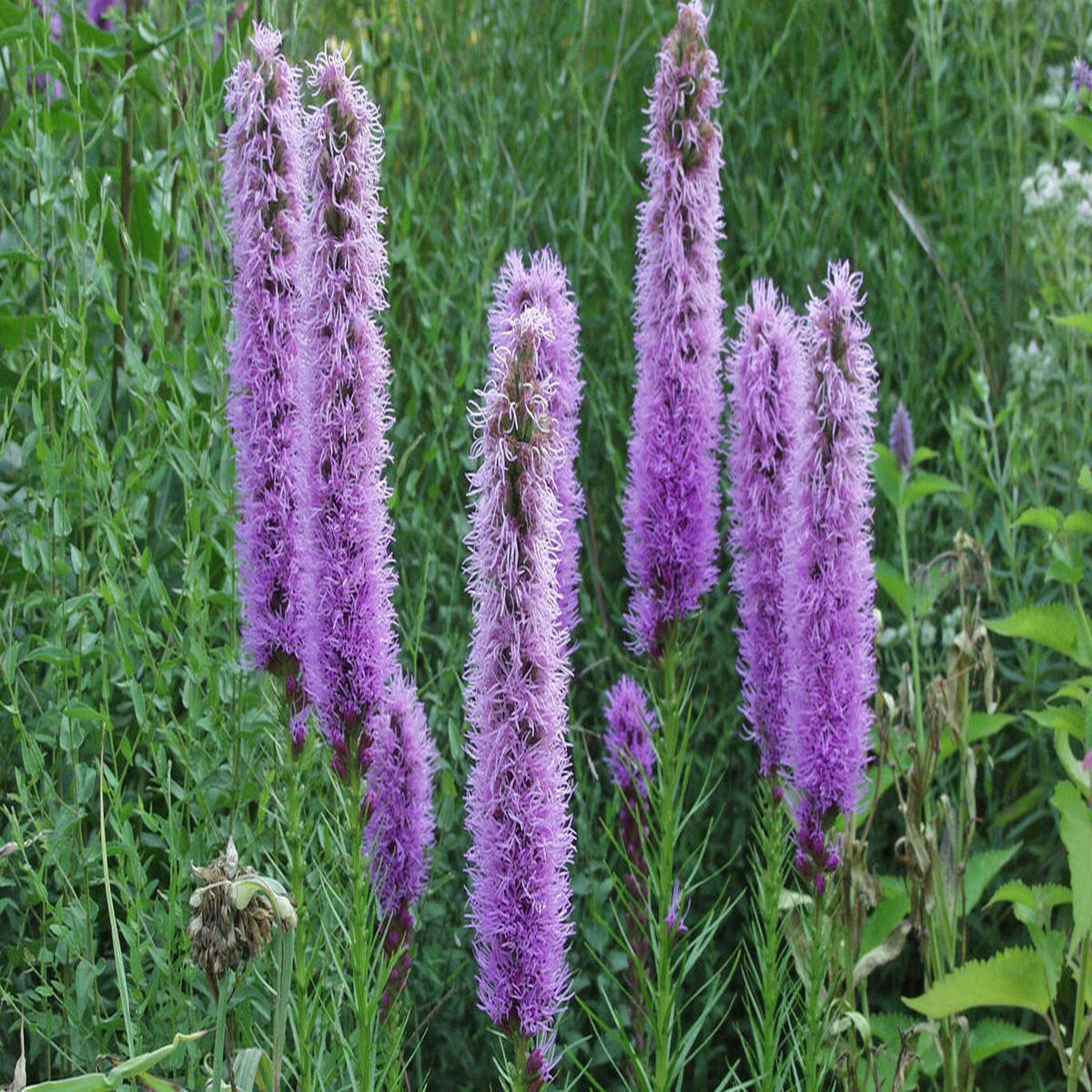 Prachtscharte Flower seeds for Planting Pollinator Friendly Heirloom & GMO Free Seeds for Home Garden Sale